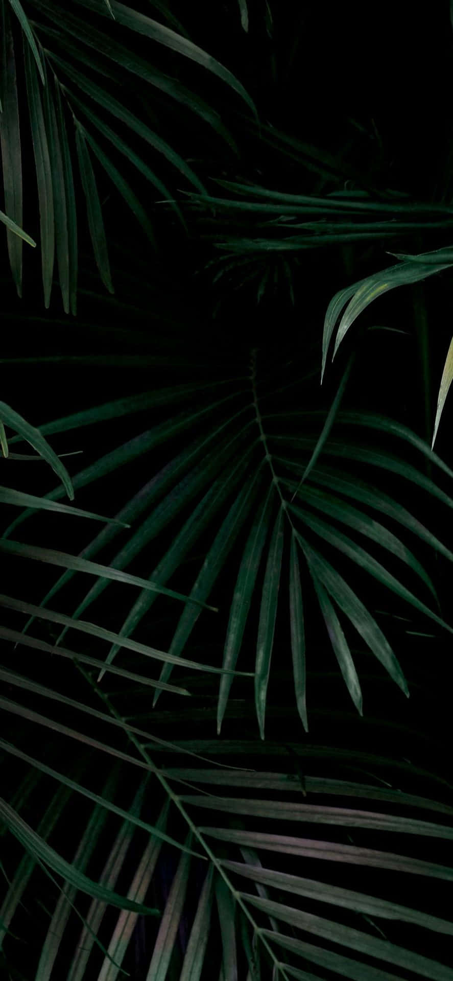 Standard, dark green, palm fronds, Full HD Phone Wallpaper