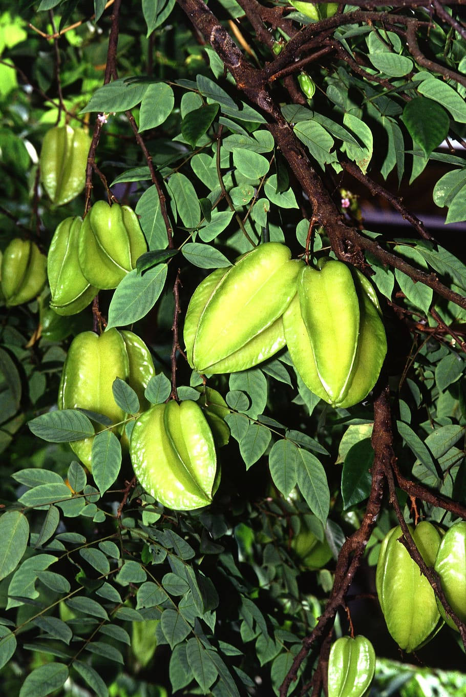 Star Fruit, green plant, tropical tree, HD Phone Wallpaper