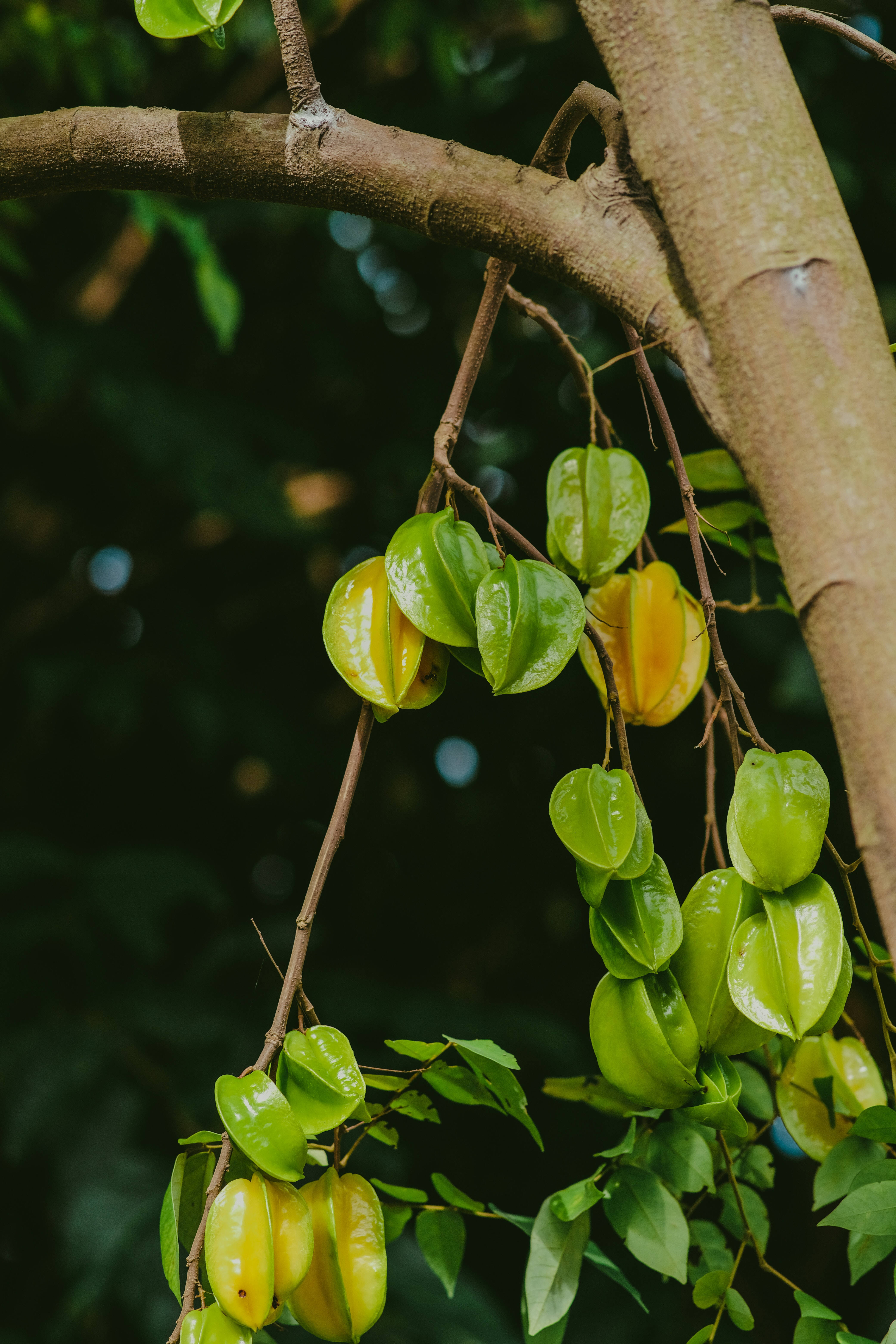 Star Fruit, tree branch, lush green leaves, 5K Phone Wallpaper