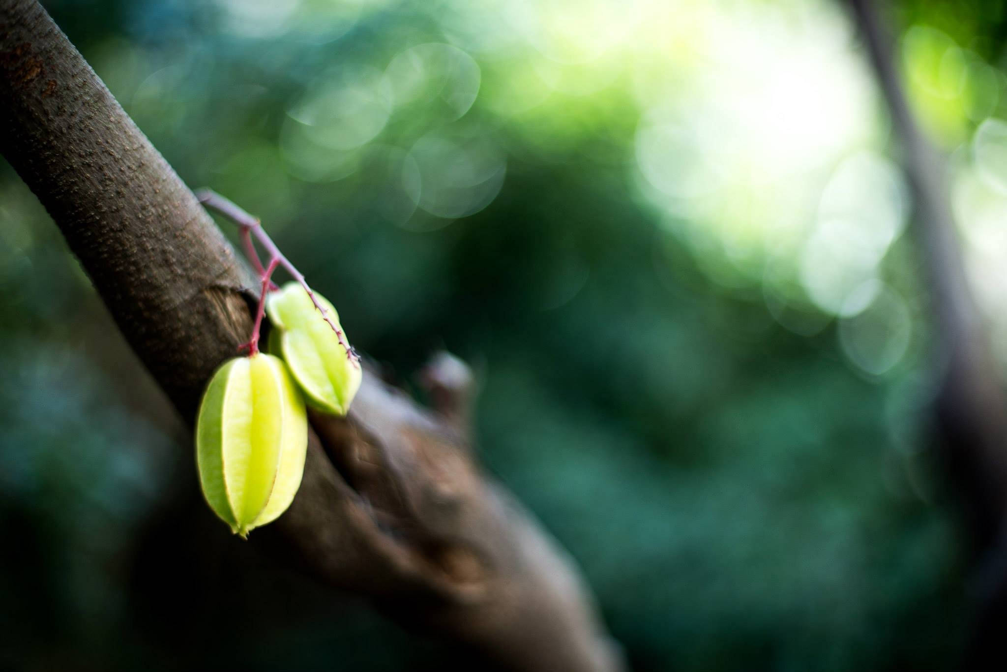star fruit, branch, forest backdrop, Full HD Desktop Wallpaper