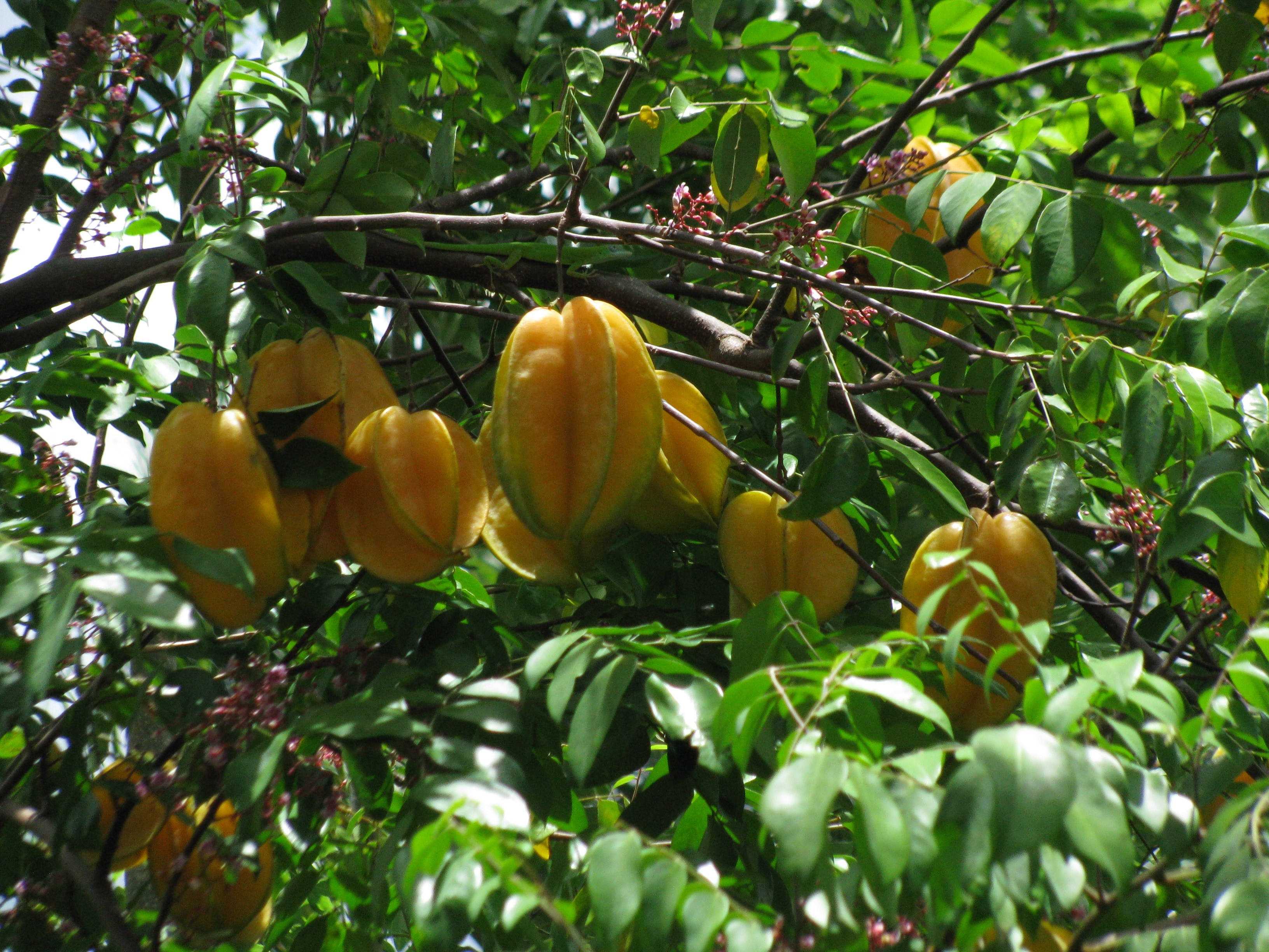 star fruits, branch, yellow starfruits, 2K Desktop Wallpaper