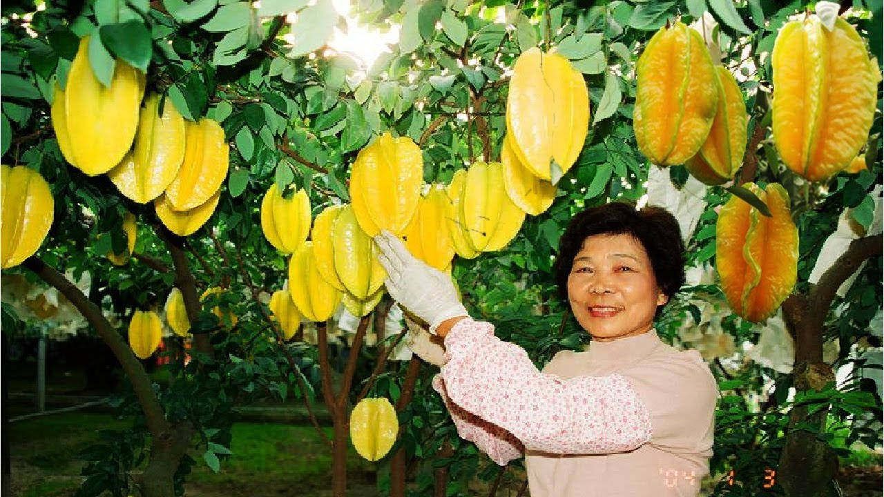 woman, starfruit, lush green tree, HD Desktop Wallpaper
