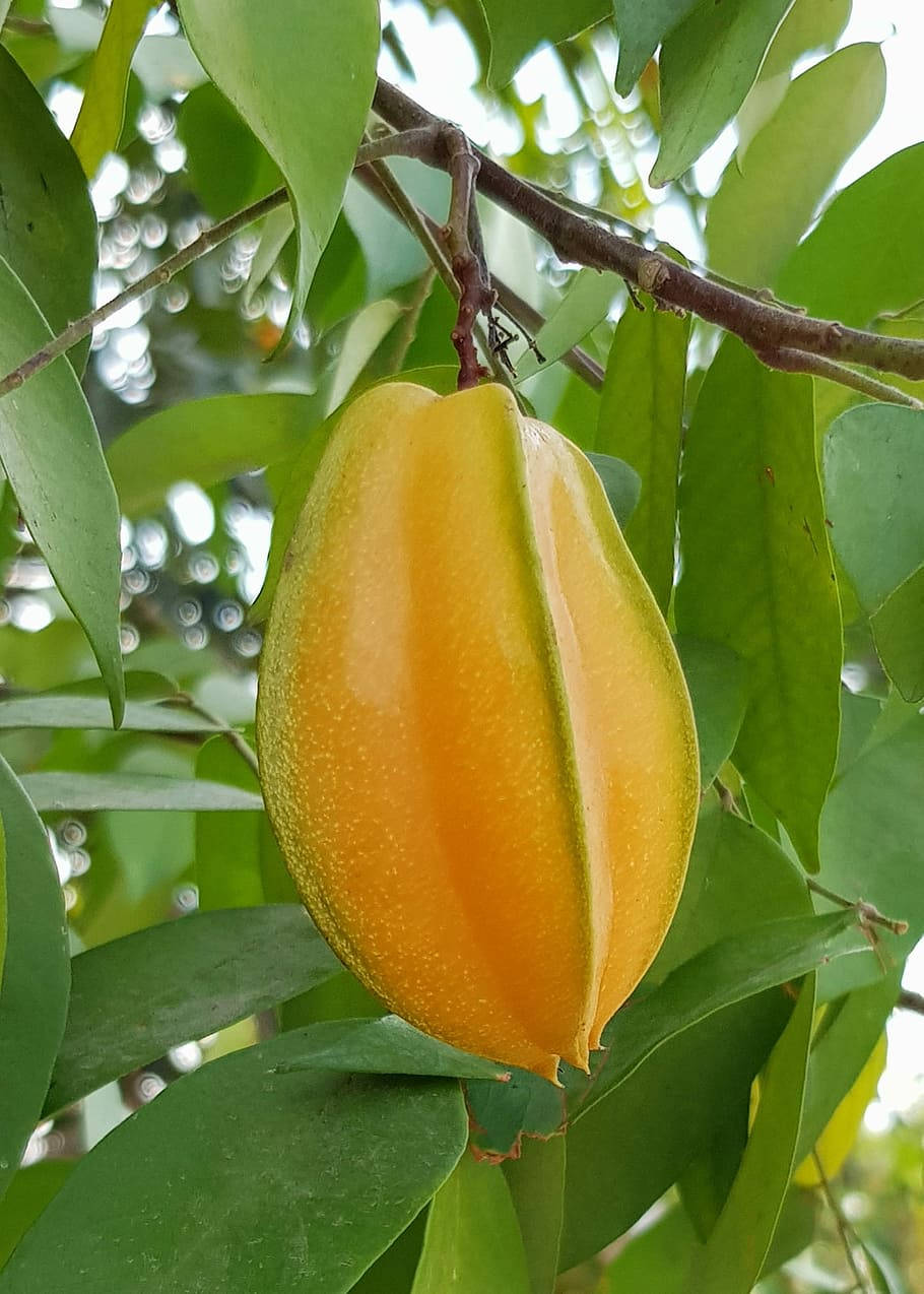 starfruit, branch, lush green leaves, SD Phone Wallpaper
