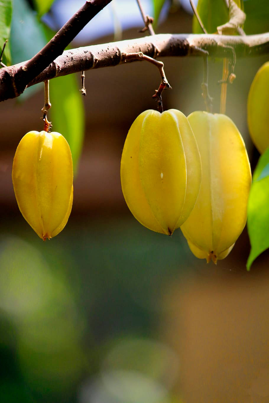 star fruits, branch, tree branch, HD Phone Wallpaper