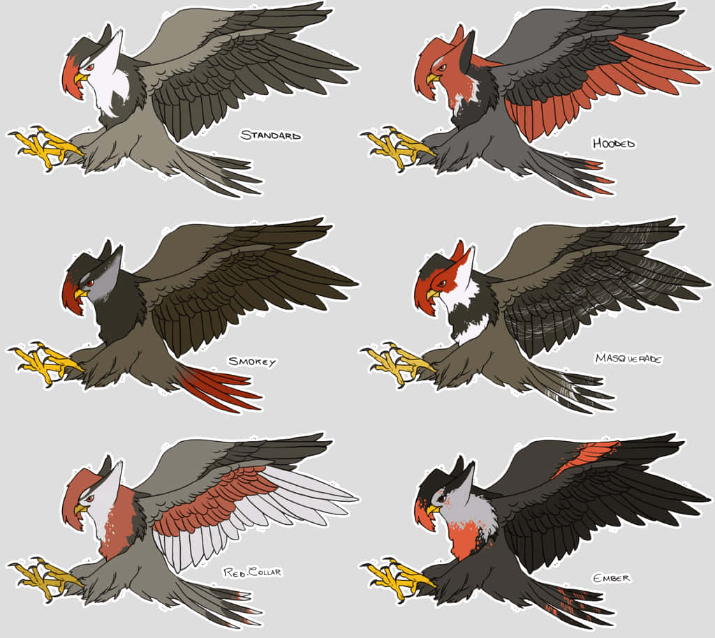 Staraptor, eagle variants, wing and tail colorations, SD Desktop Wallpaper