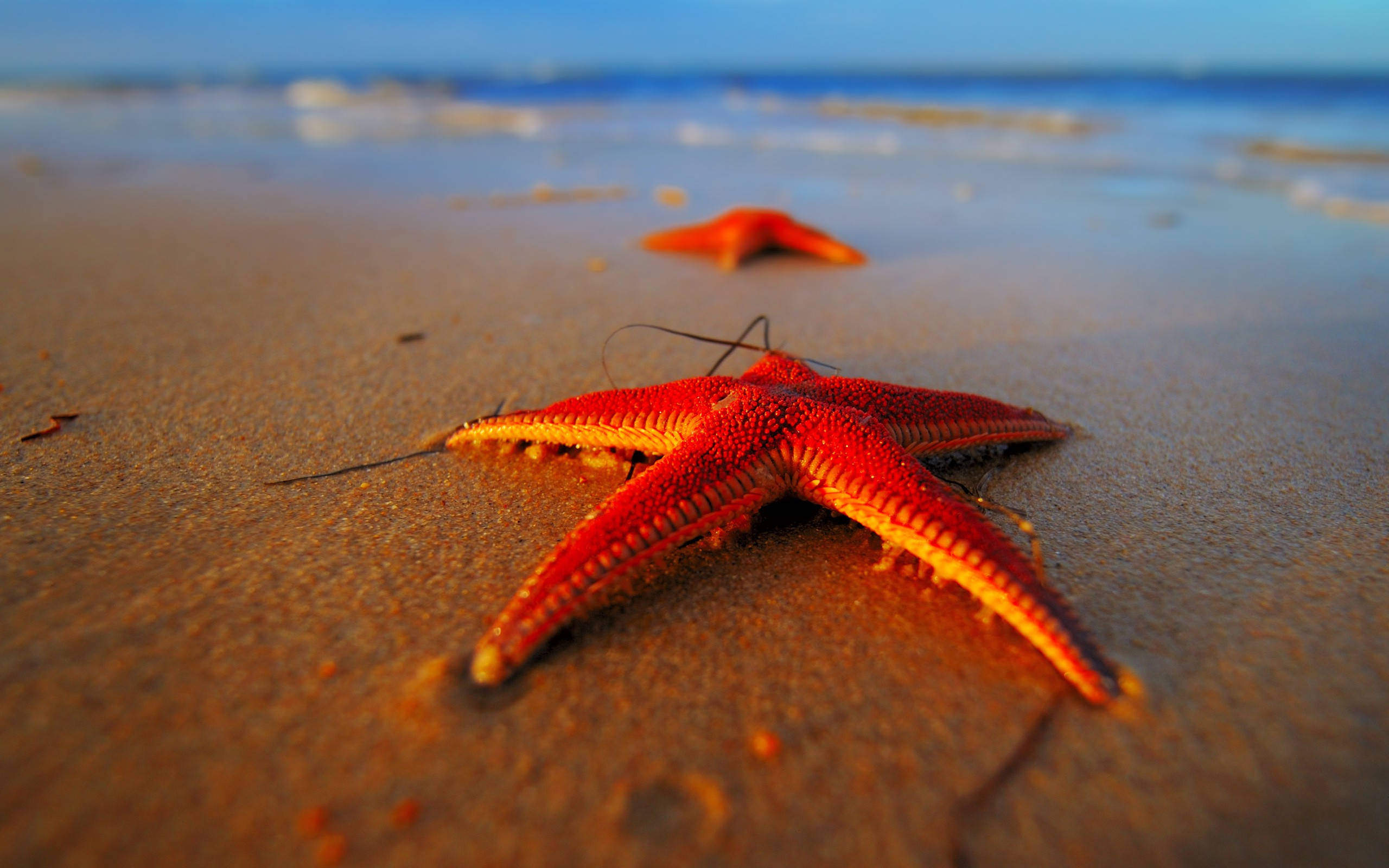 red starfish, seashore, wet golden sand, 2K Desktop Wallpaper