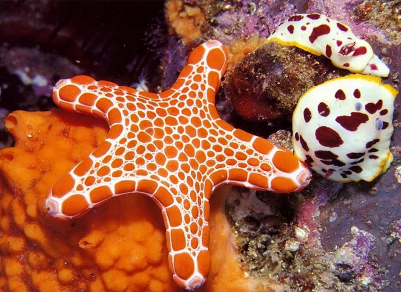 orange starfish, white net-like pattern, coral, HD Desktop Wallpaper
