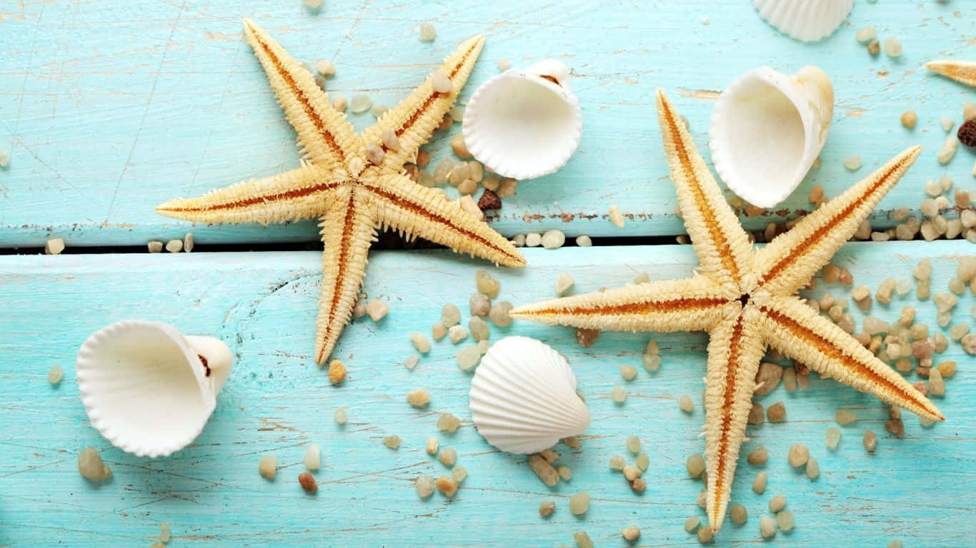white seashells, yellow starfishes, orange-tinted starfish, HD Desktop Wallpaper