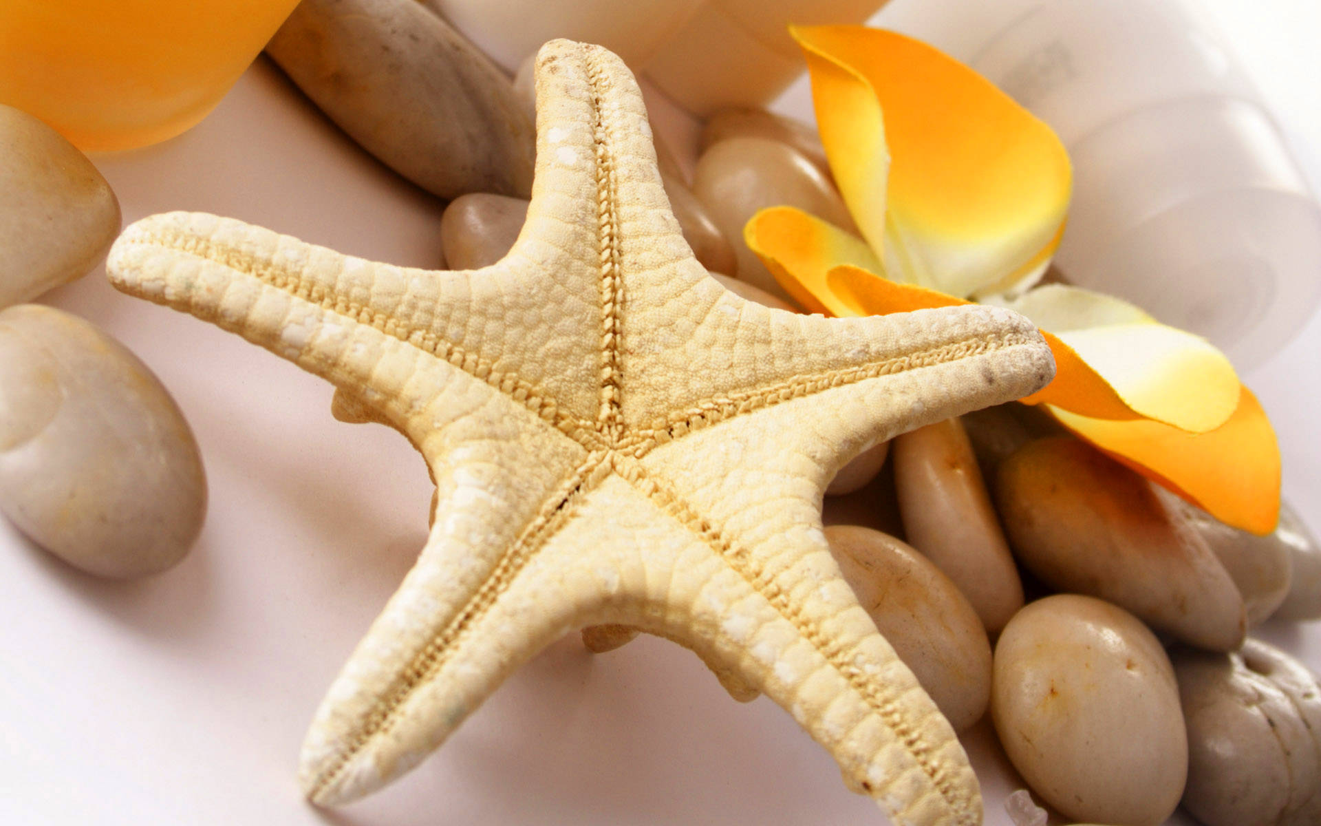 yellow starfish, smooth stones, vibrant orange flower petals, Full HD Desktop Wallpaper