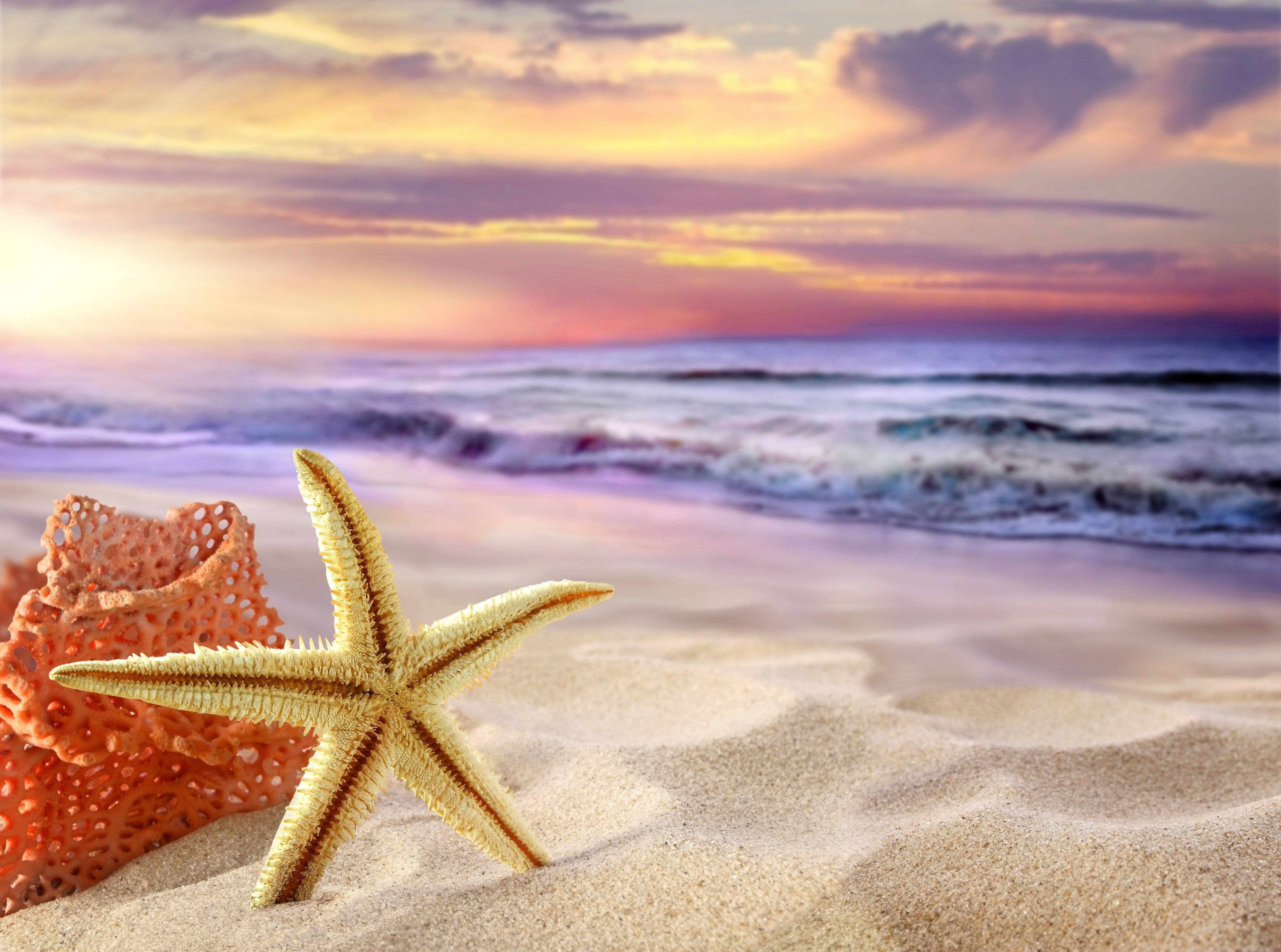 yellow starfish, blue ocean, coral, 4K Desktop Wallpaper