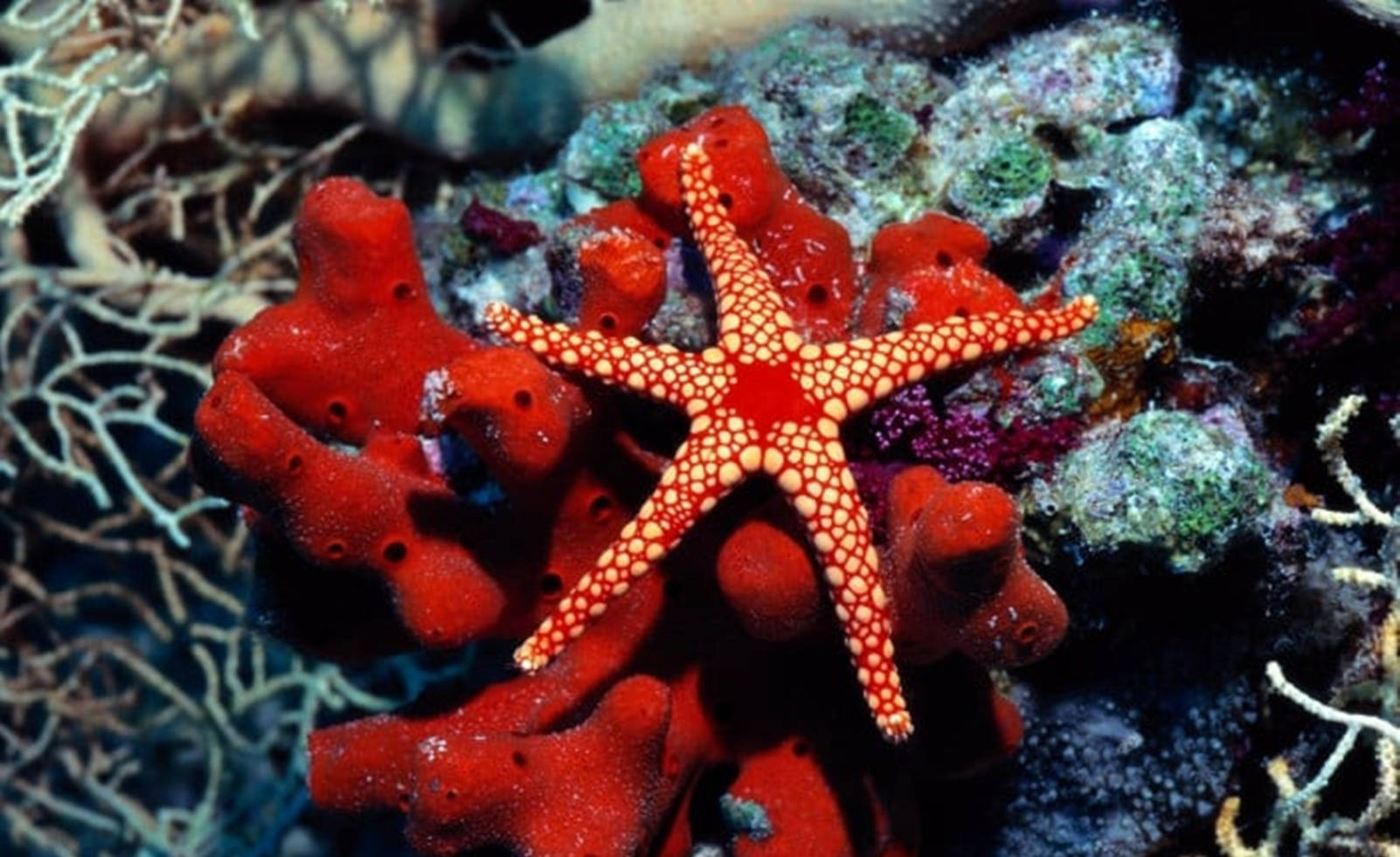 minimalist red starfish, white spots, coral reef, HD Desktop Wallpaper