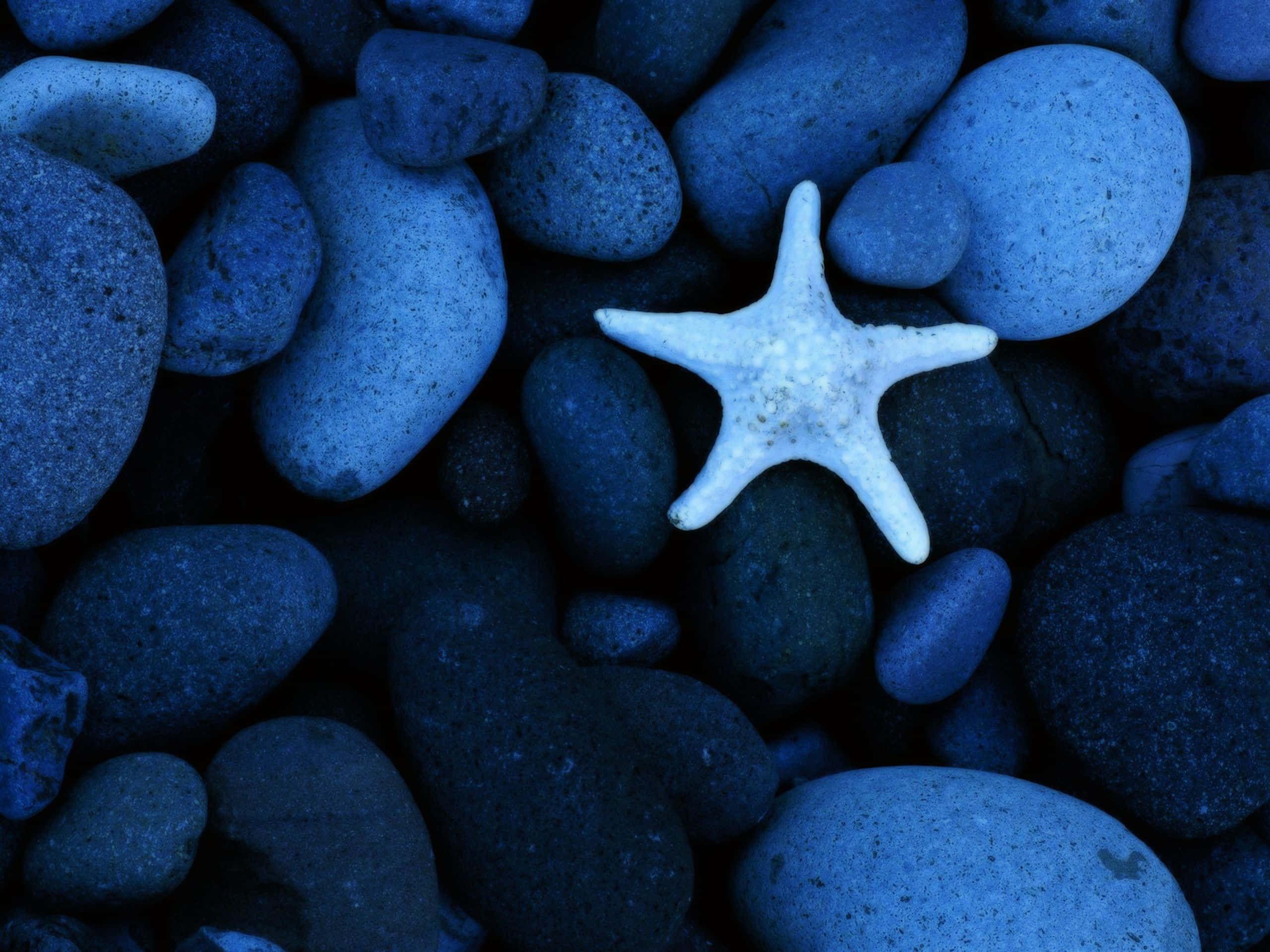 Cool Light Blue, white starfish, cool blue rounded pebbles, 2K Desktop Wallpaper