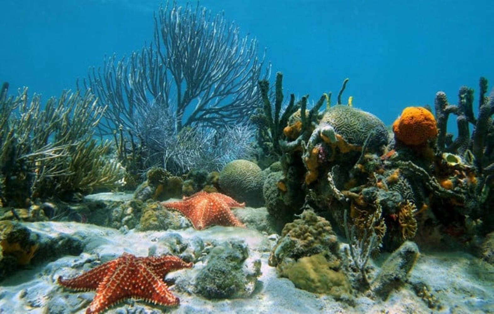 starfish, sea corals, creatures, HD Desktop Wallpaper