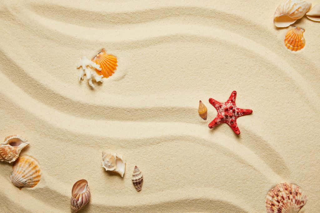 seashells, corals, starfish, SD Desktop Wallpaper
