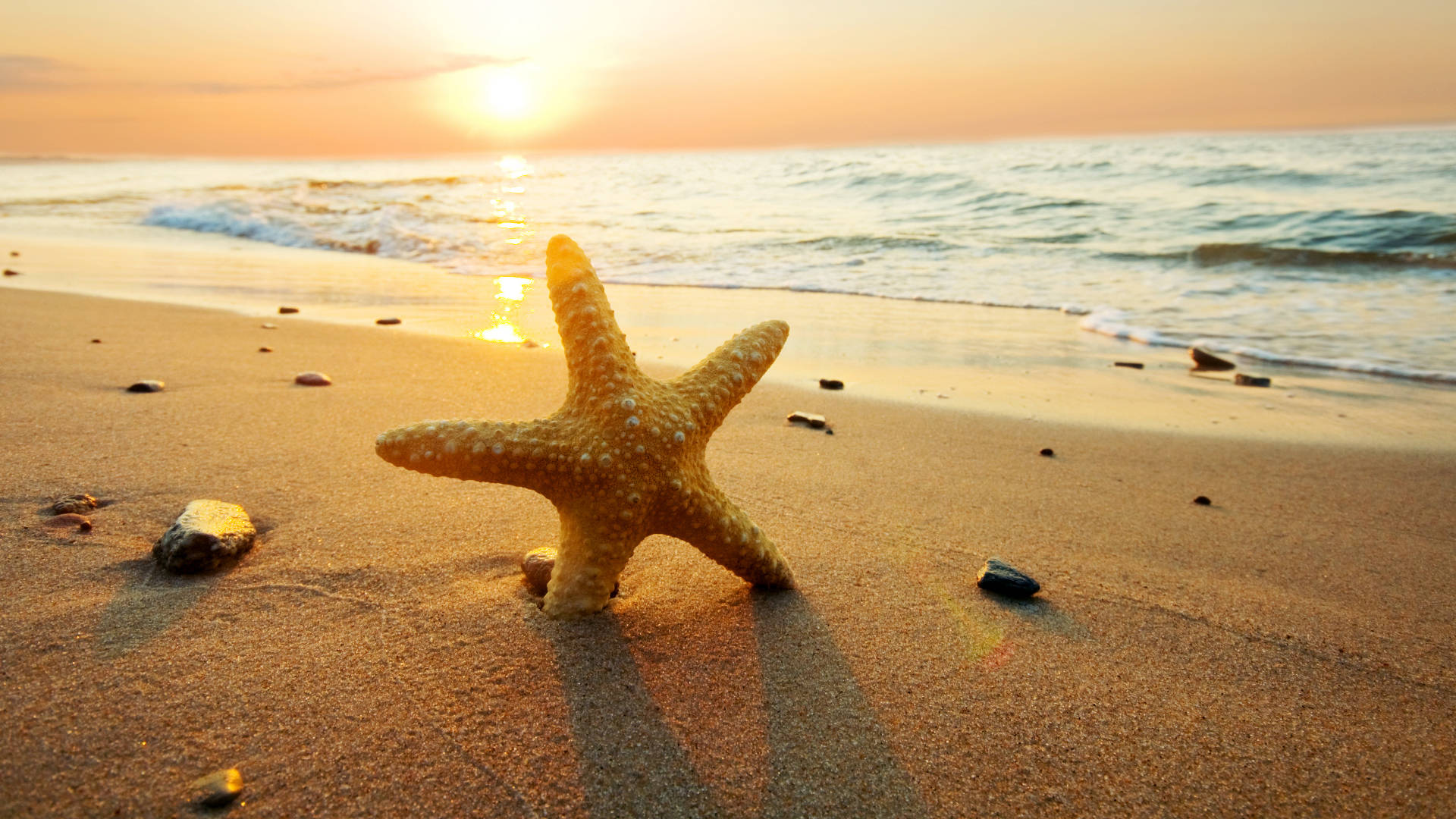 starfish, golden starfish, warm sand, Full HD Desktop Wallpaper