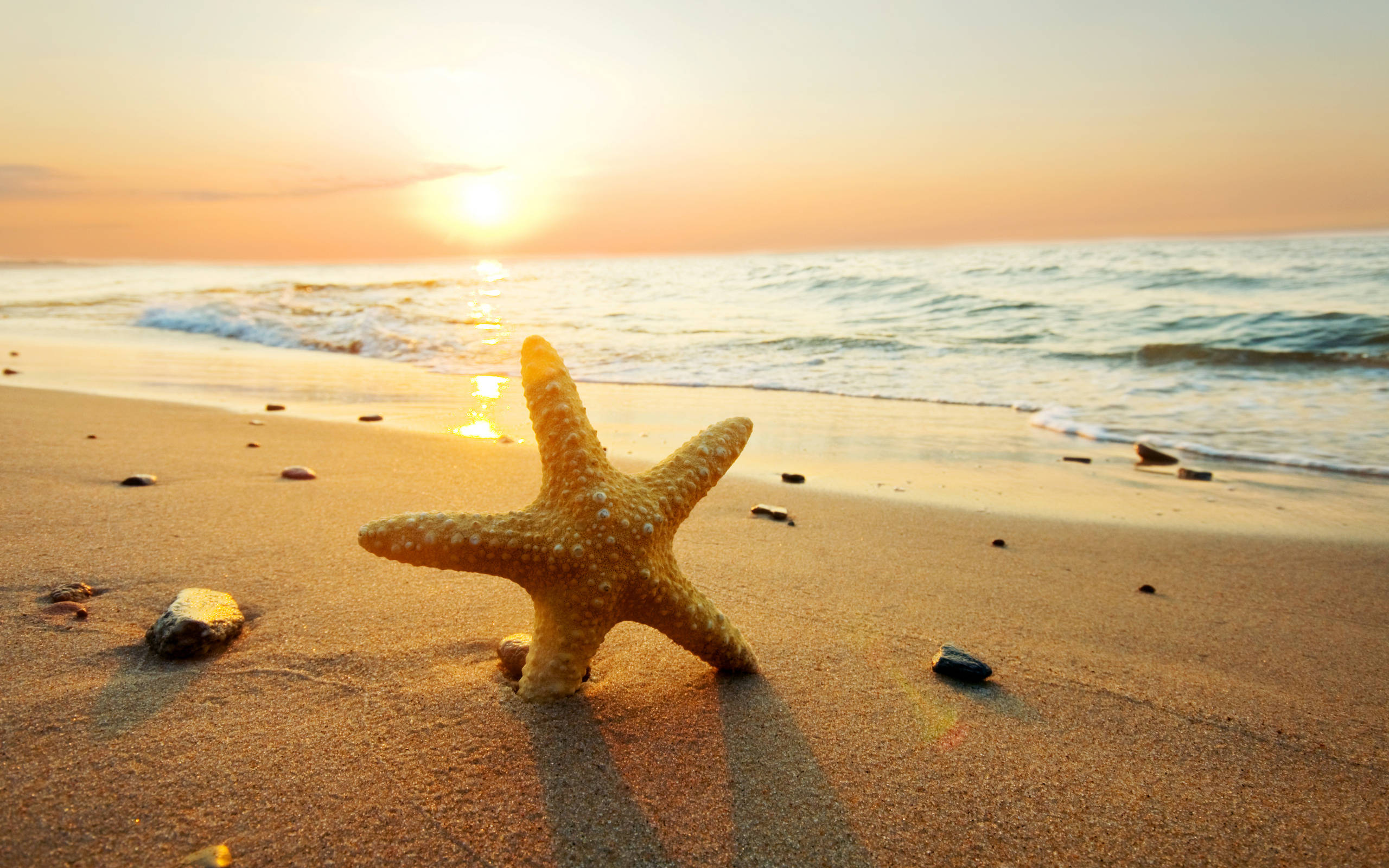 yellow starfish, beach, sunset, 2K Desktop Wallpaper