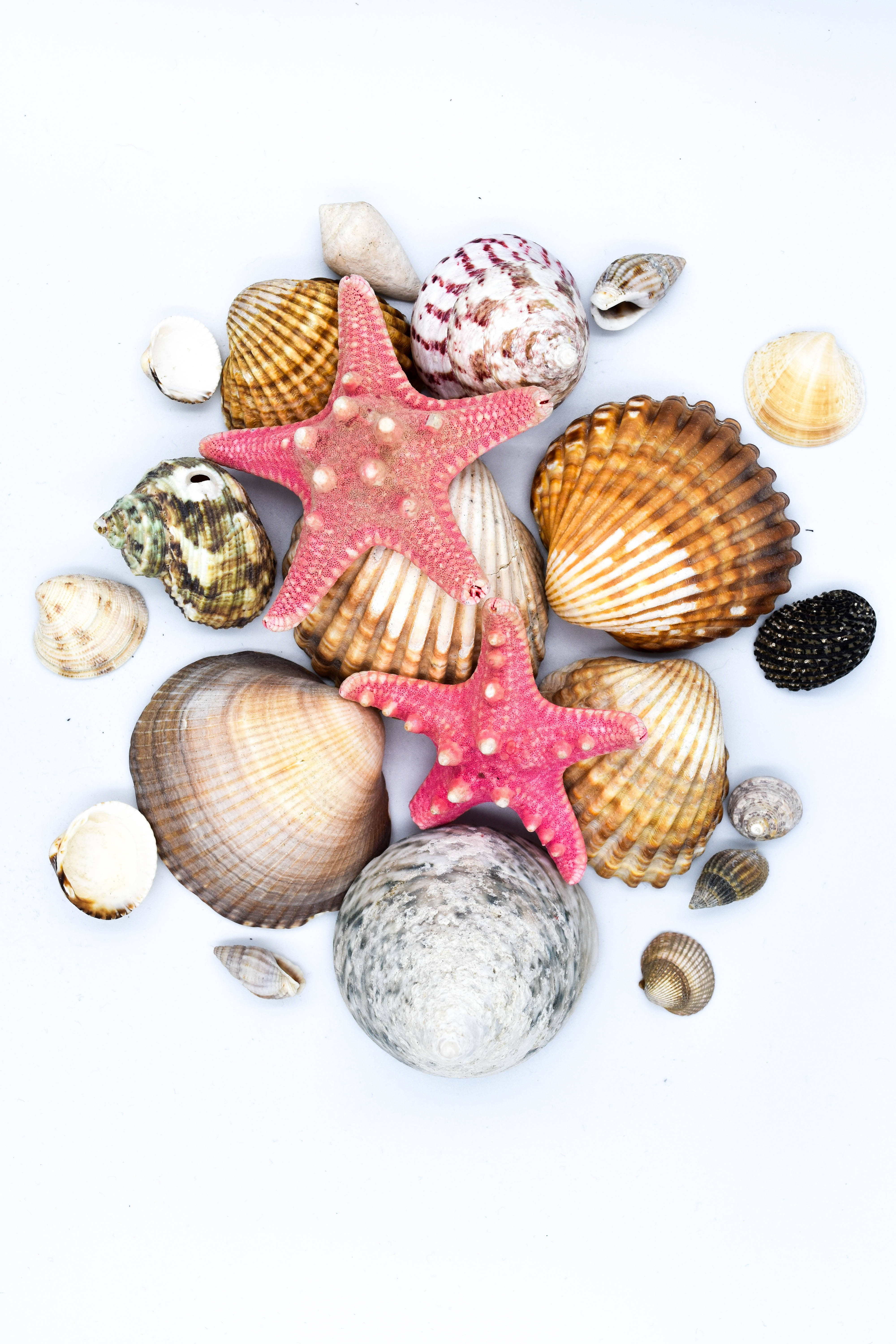 starfish, pink starfish, seashells, 5K Phone Wallpaper