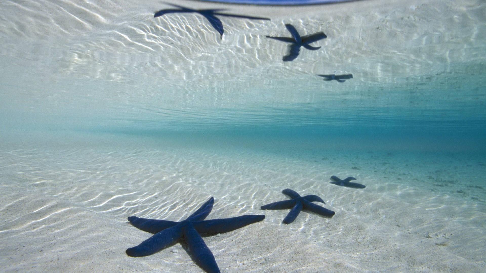 black starfish, deep blue ocean, sandy ocean floor, Full HD Desktop Wallpaper