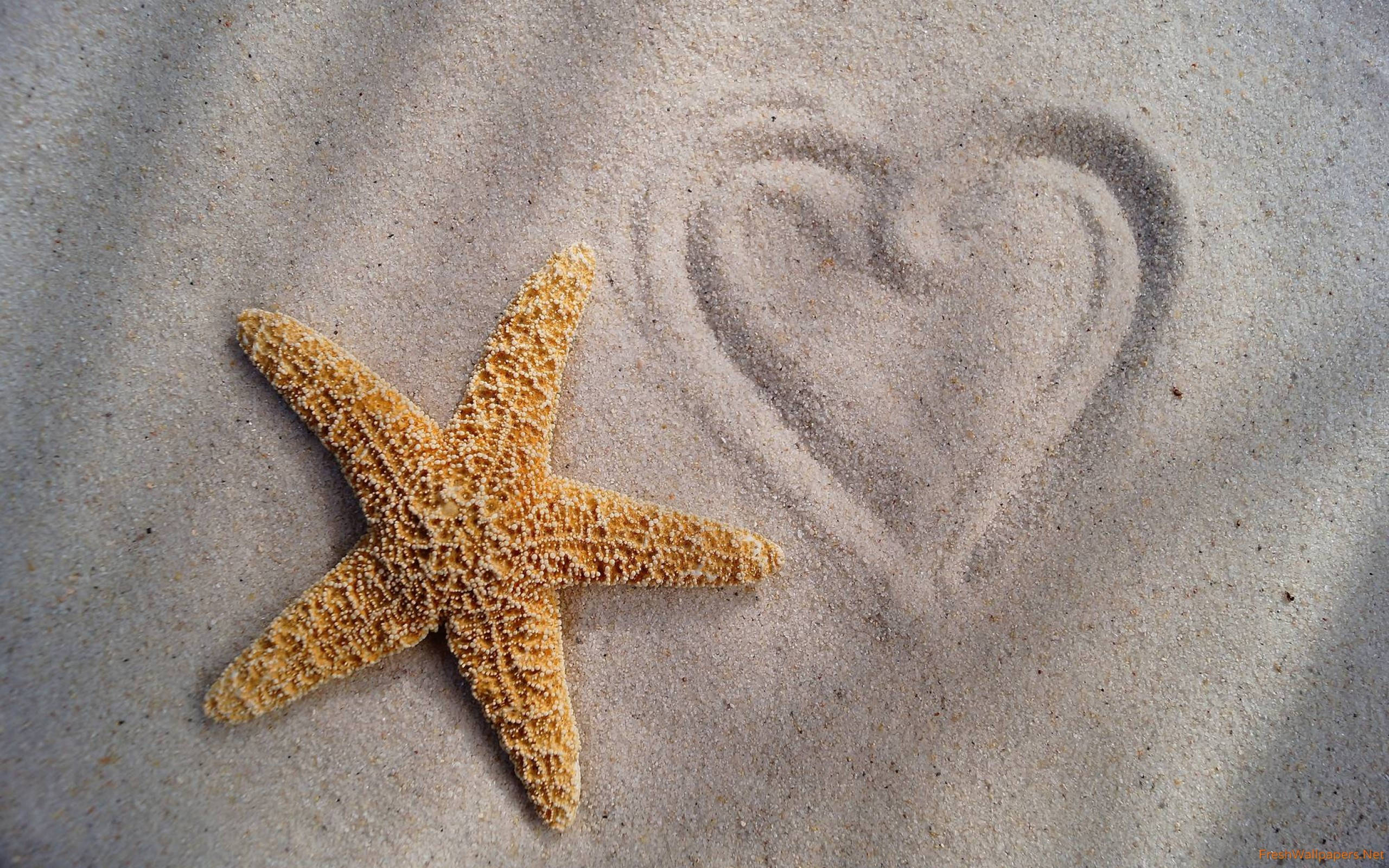rough brown starfish, heart drawn in soft sand, orange starfish, 2K Desktop Wallpaper