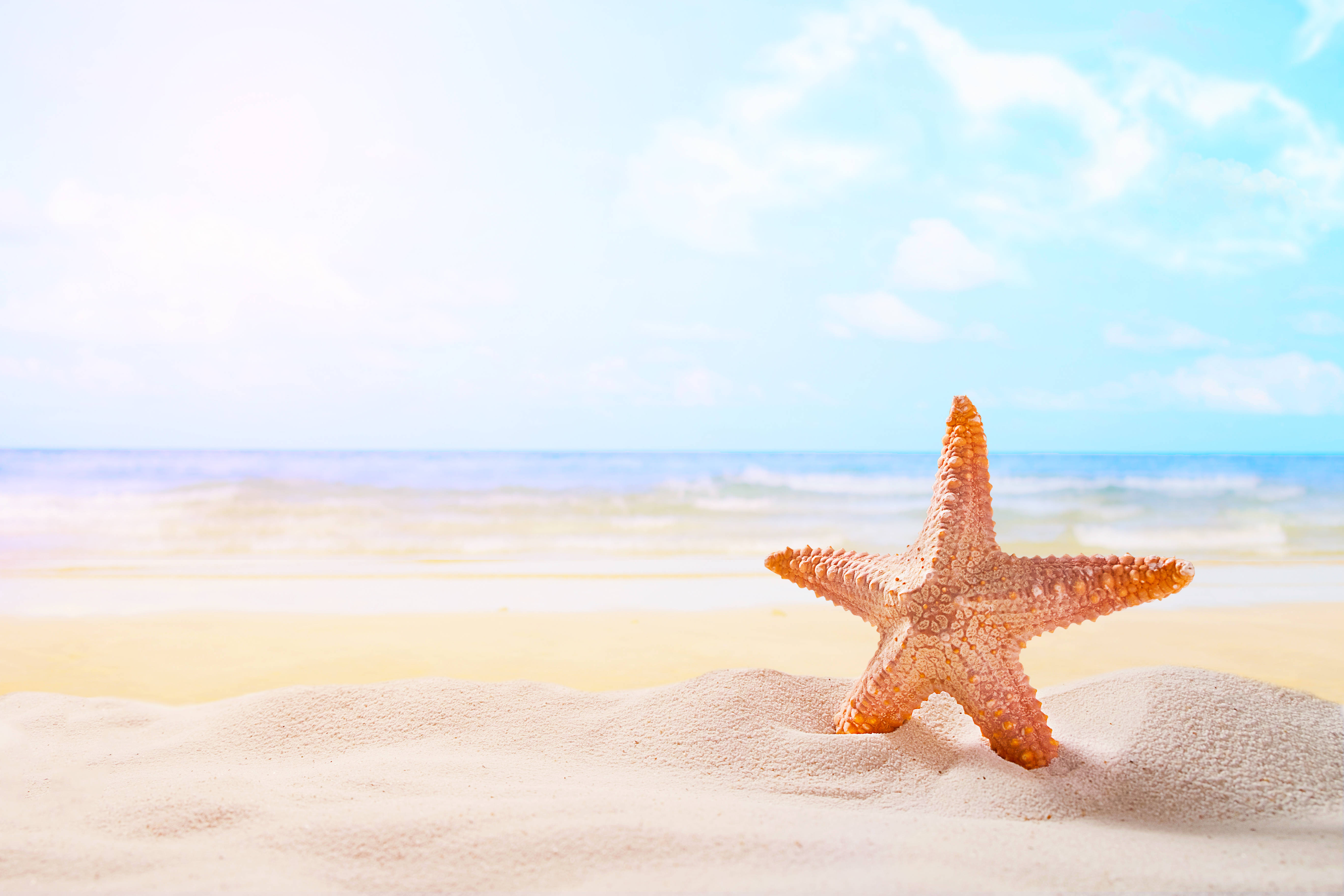 starfish, orange, golden sand, 5K Desktop Wallpaper