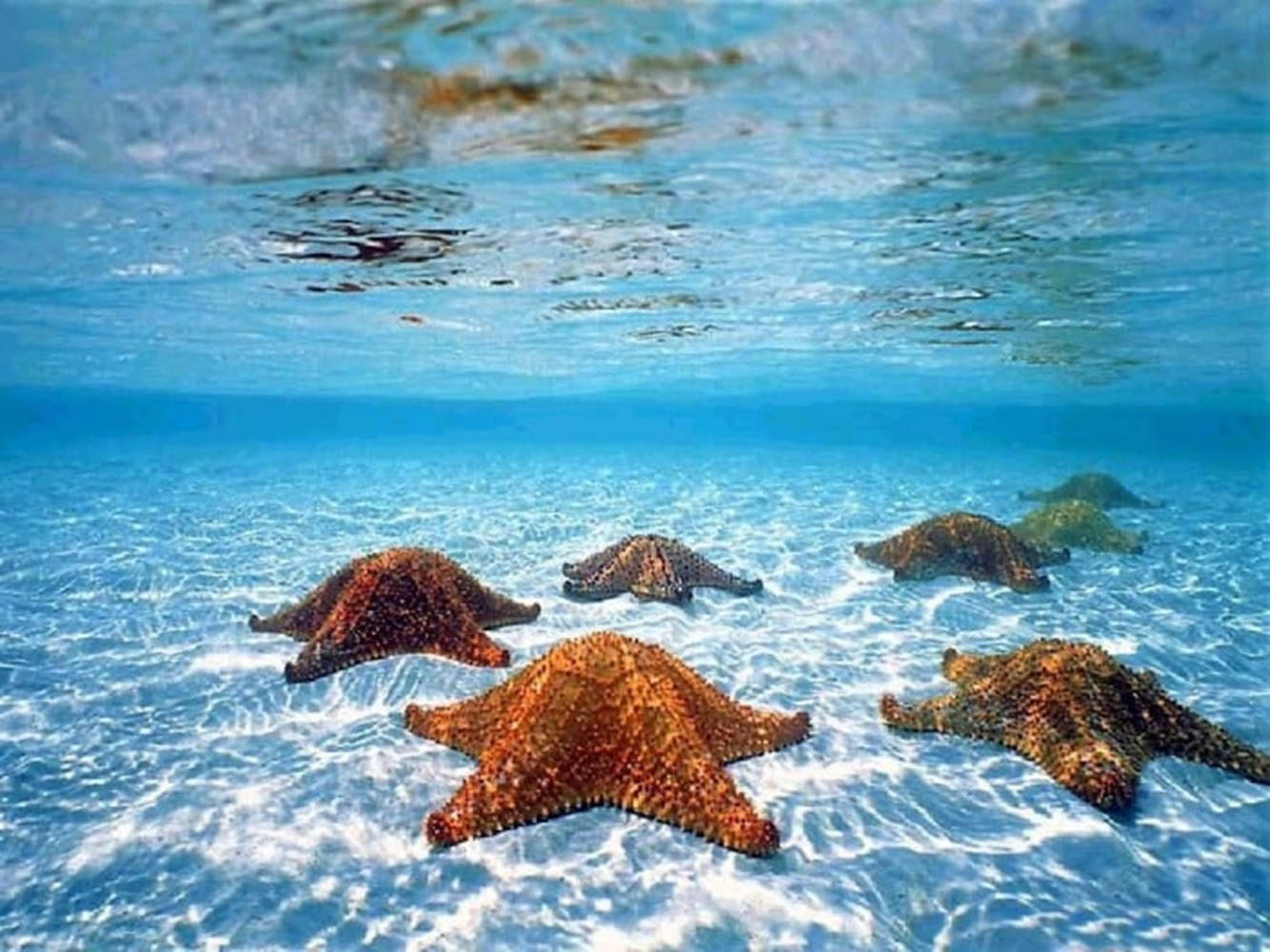 brown starfish, blue ocean, sandy ocean floor, HD Desktop Wallpaper