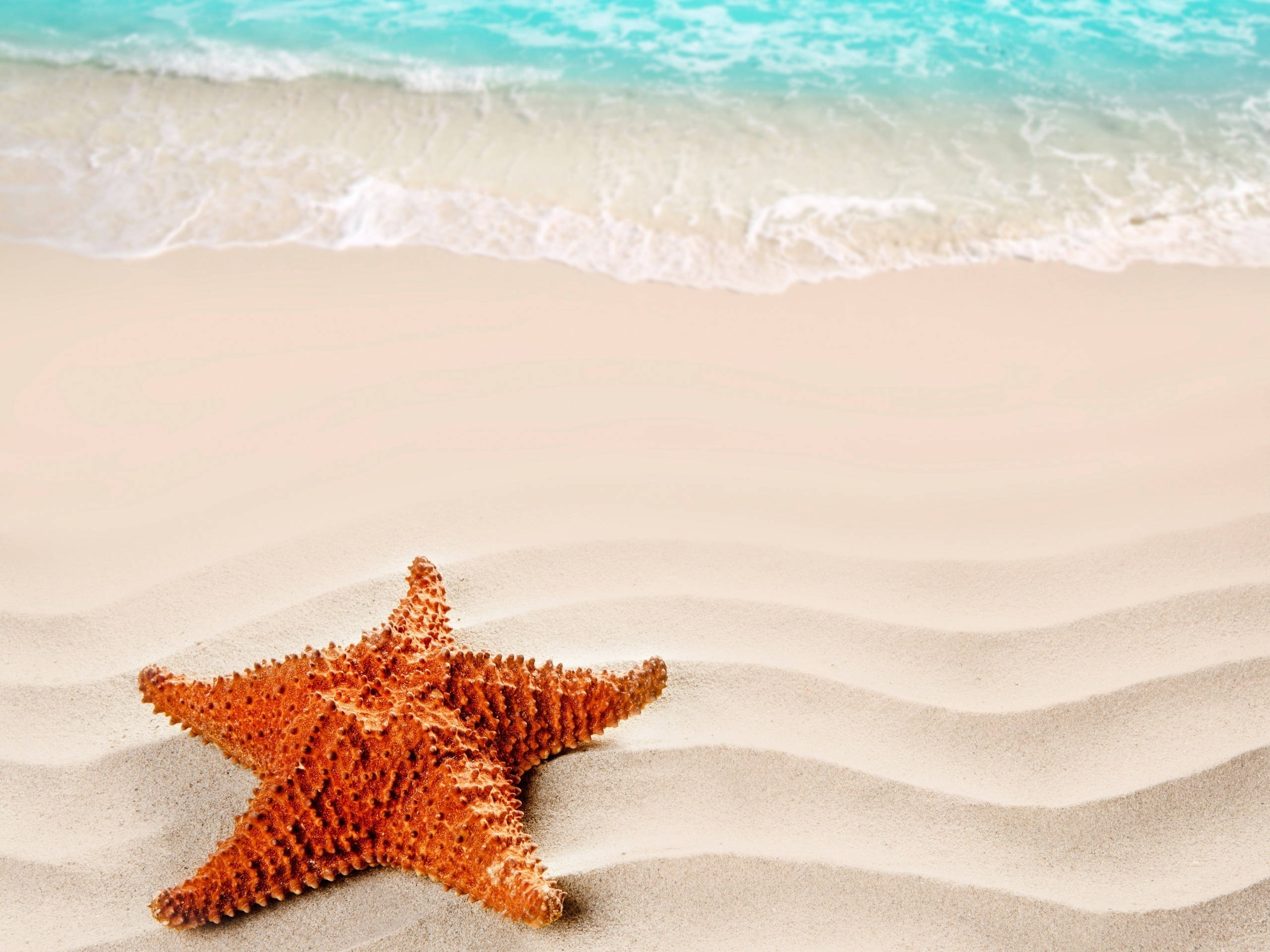 brown starfish, fine sand, beige sand, 2K Desktop Wallpaper