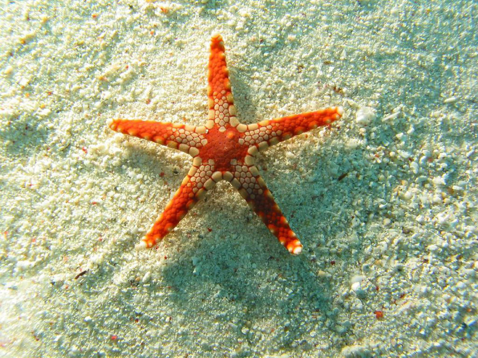 orange crab-like starfish, sandy ocean floor, clear blue water, HD Desktop Wallpaper