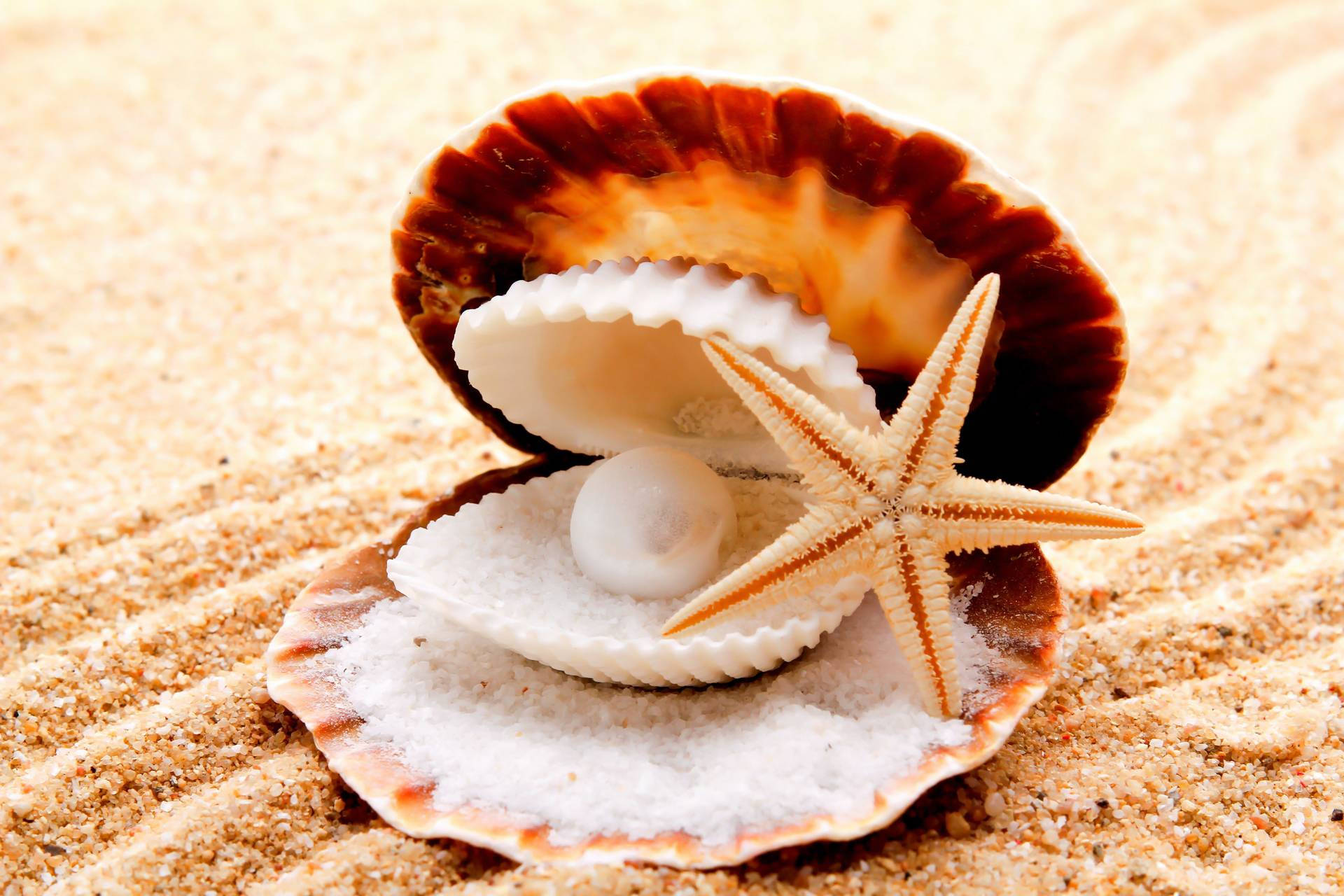 starfish, seashell, glossy pearl, Full HD Desktop Wallpaper