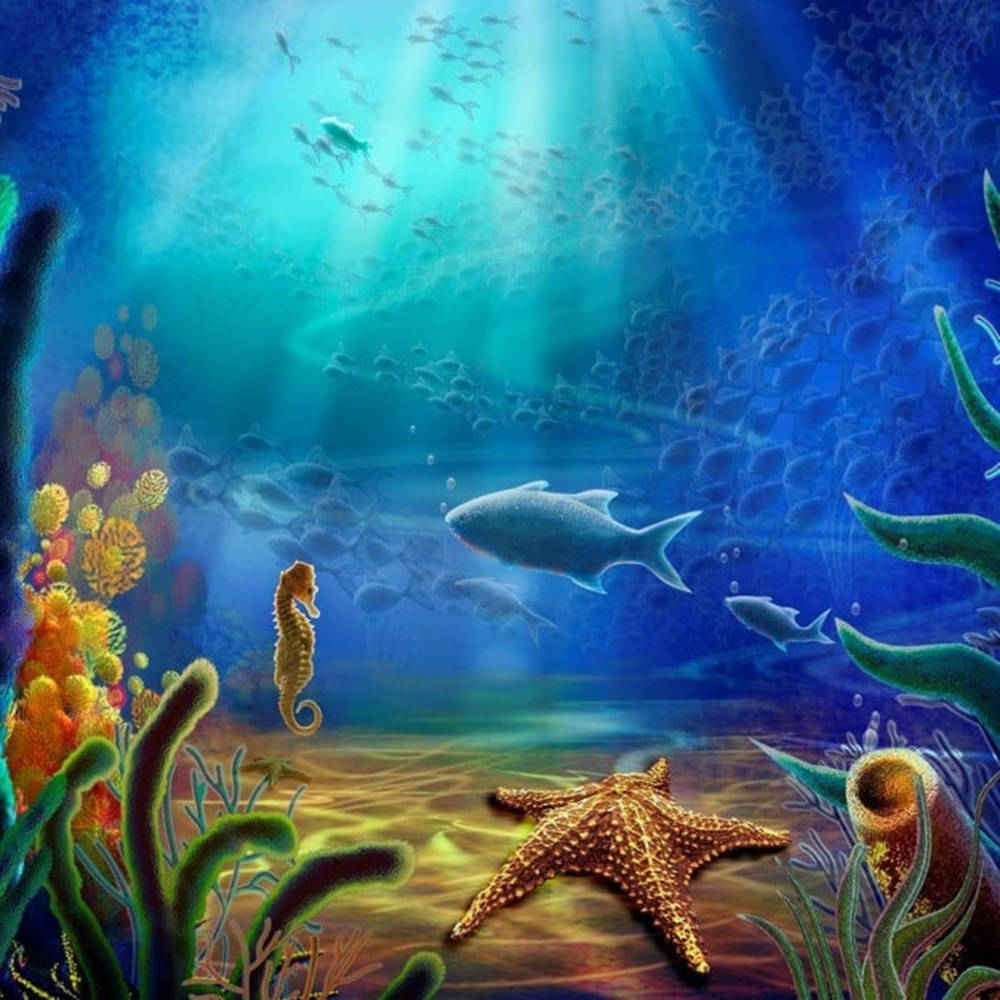 Starfish, seahorses, fish, SD Desktop Wallpaper