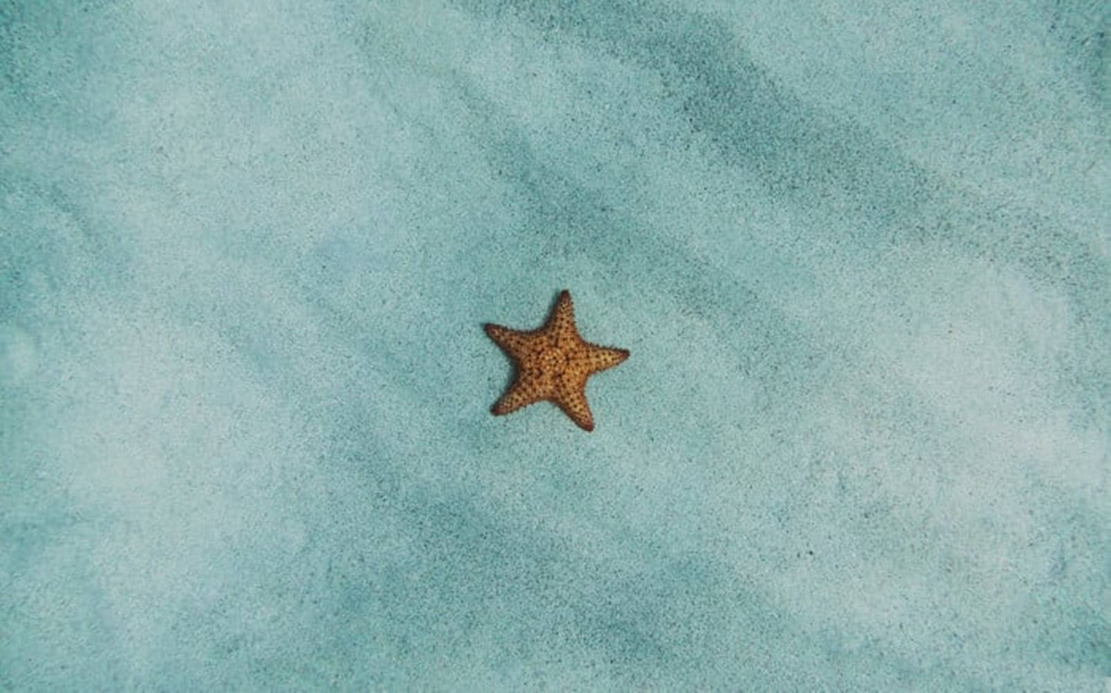 orange starfish, textured turquoise sand, tranquil beach scene, HD Desktop Wallpaper
