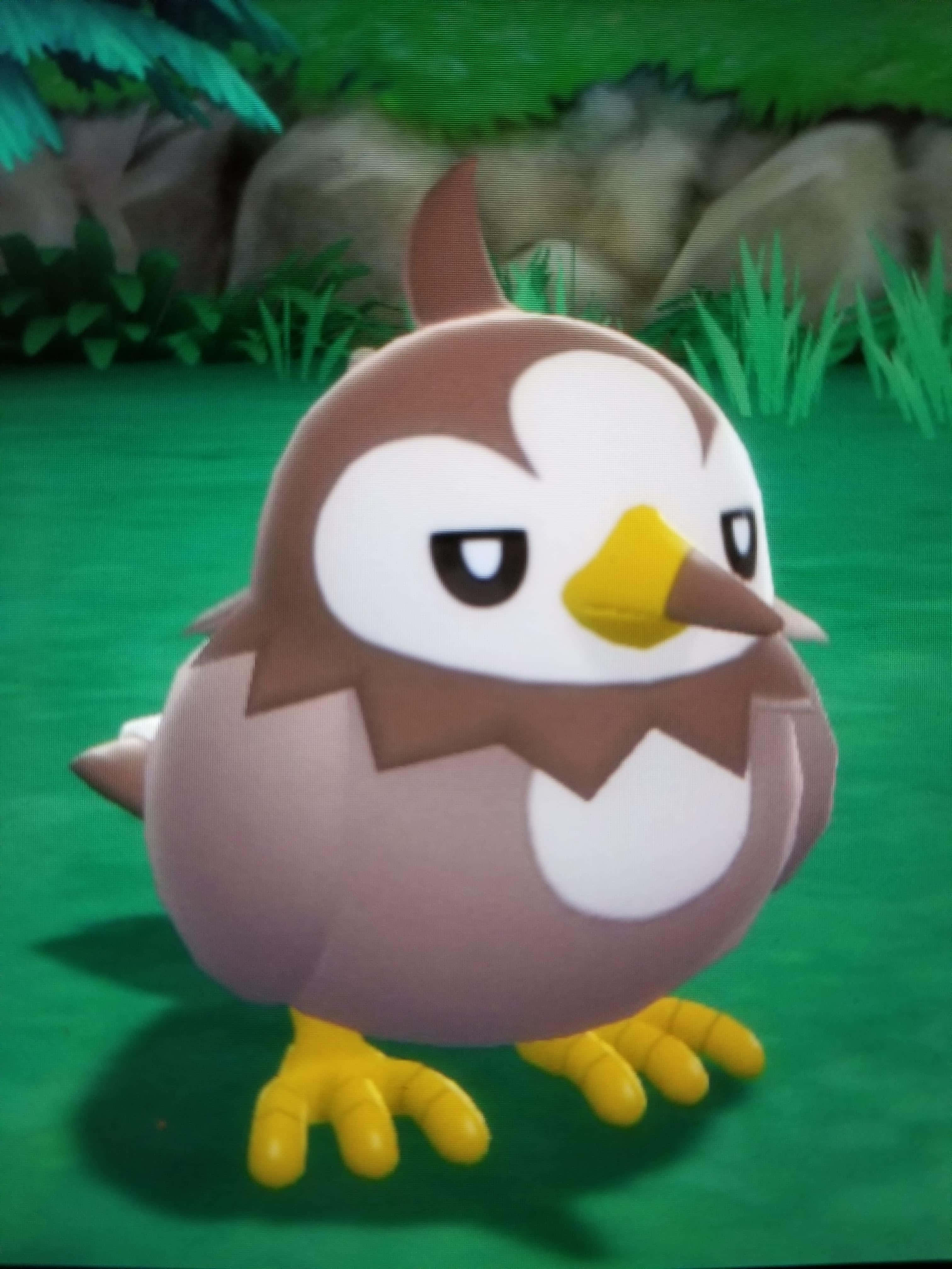 Shiny Starly, brown and white feathers, yellow beak and feet, 4K Phone Wallpaper