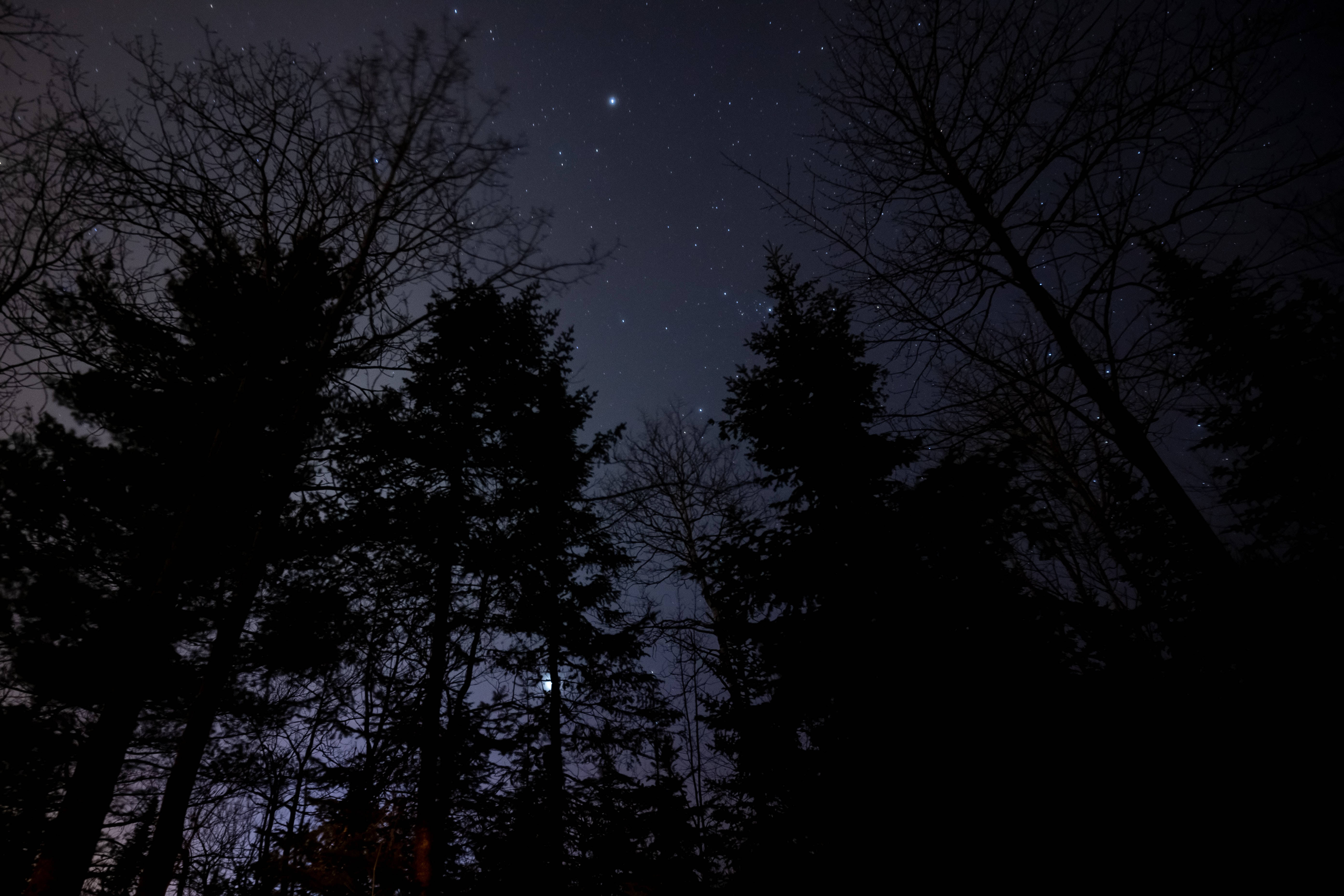 starry night sky, silhouetted trees, constellations, 5K Desktop Wallpaper
