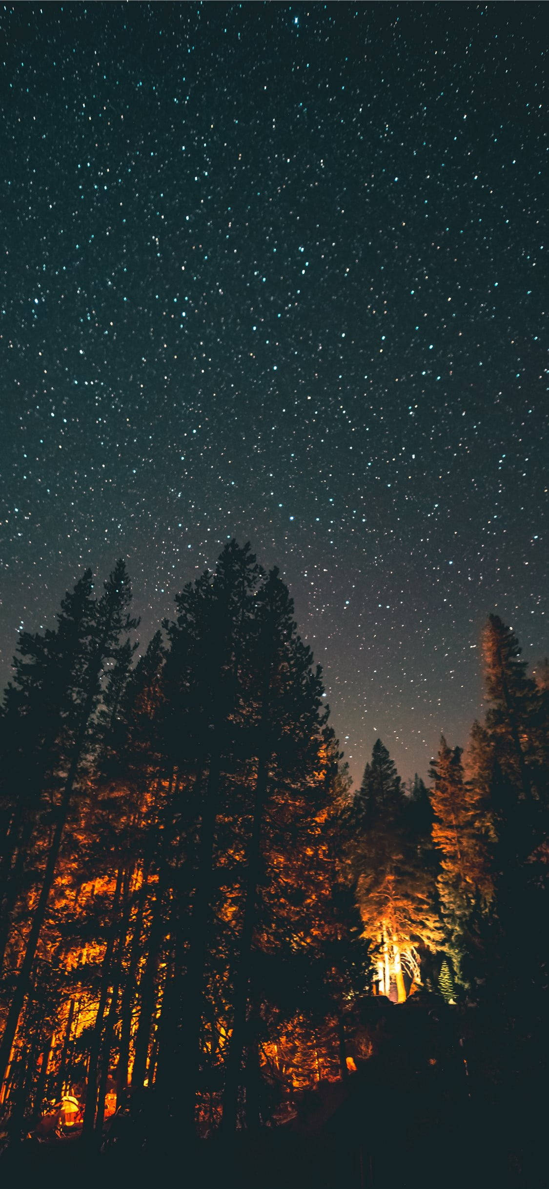 golden forest, starry sky, forest, Full HD Phone Wallpaper