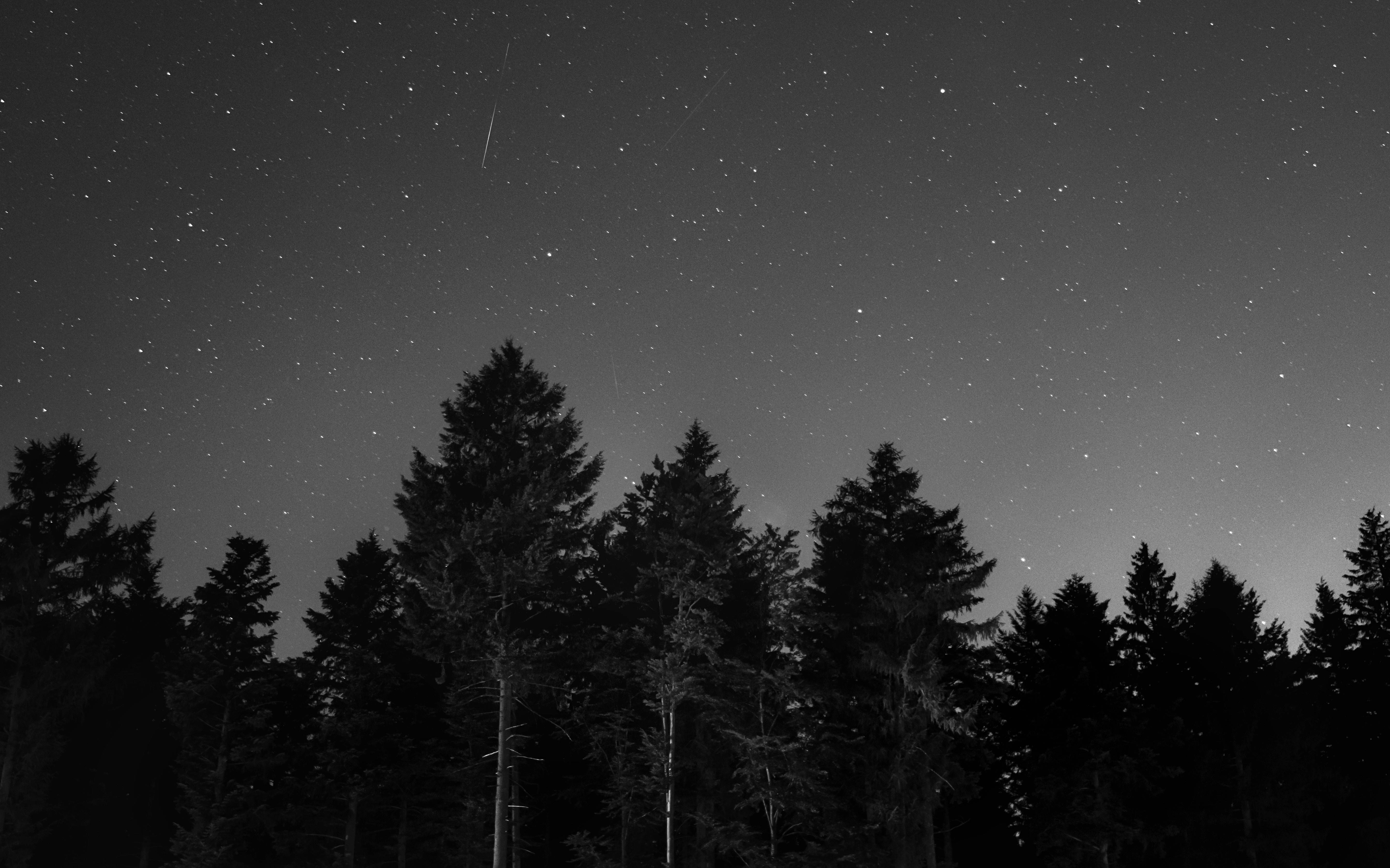 Starry Night, grayscale, silhouetted pine trees, 5K Desktop Wallpaper
