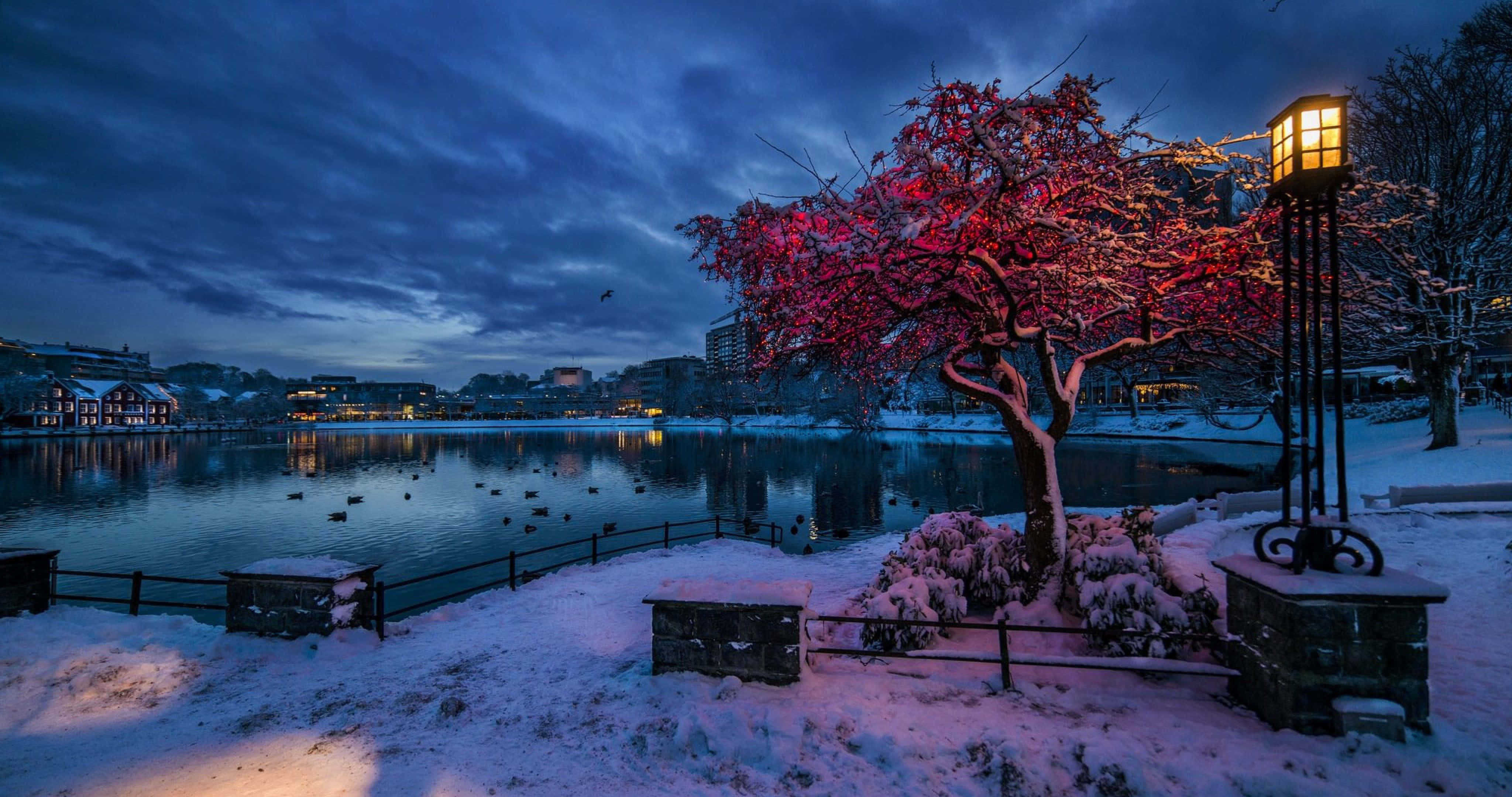 Stavanger, winter twilight, snow-covered tree, 4K Desktop Wallpaper