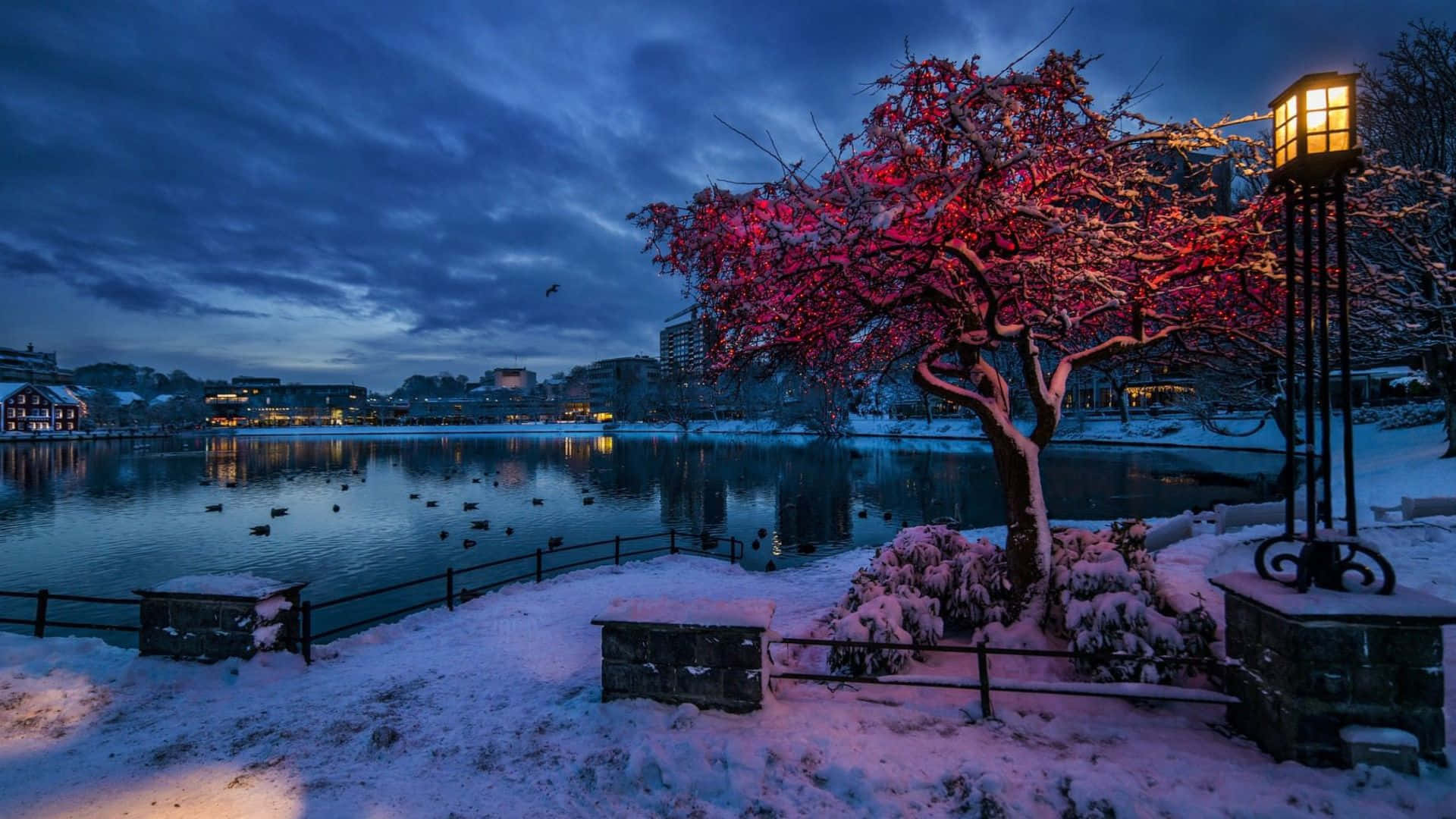 Stavanger, winter twilight, snow-covered tree, Full HD Desktop Wallpaper