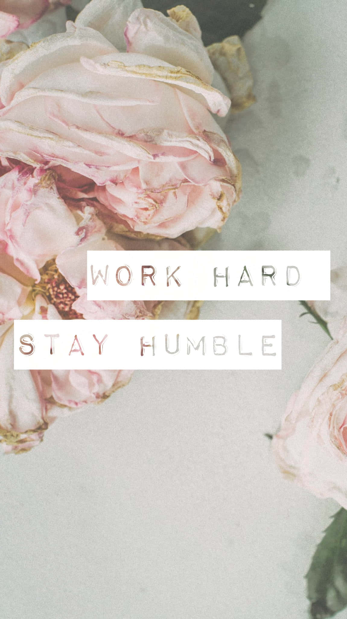 Stay Humble, roses, soft pink, Full HD Phone Wallpaper