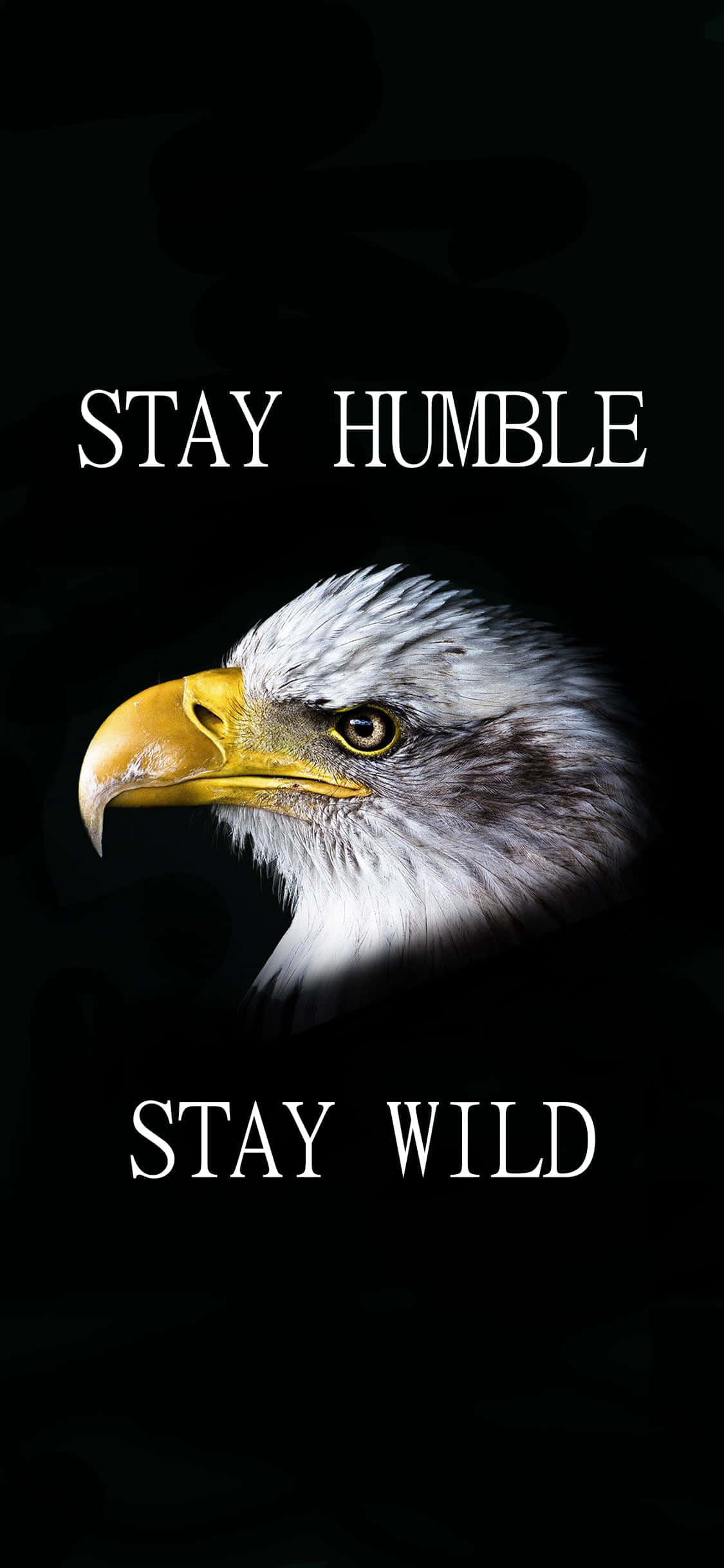 bald eagle, black background, stay humble, Full HD Phone Wallpaper