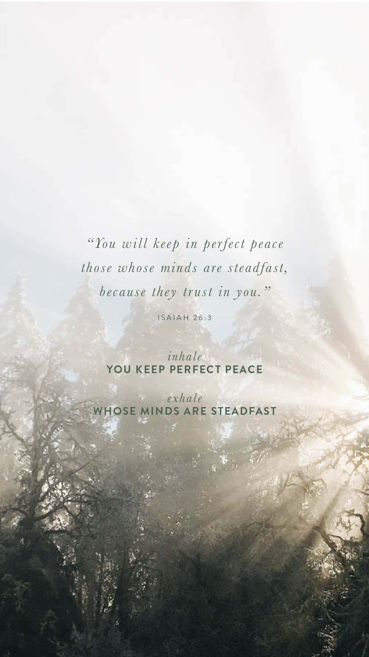 Steadfast, peace quote, forest, Full HD Phone Wallpaper