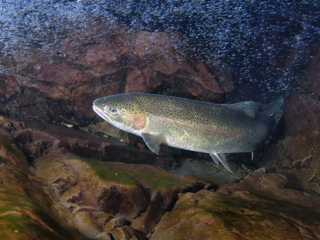 Steelhead