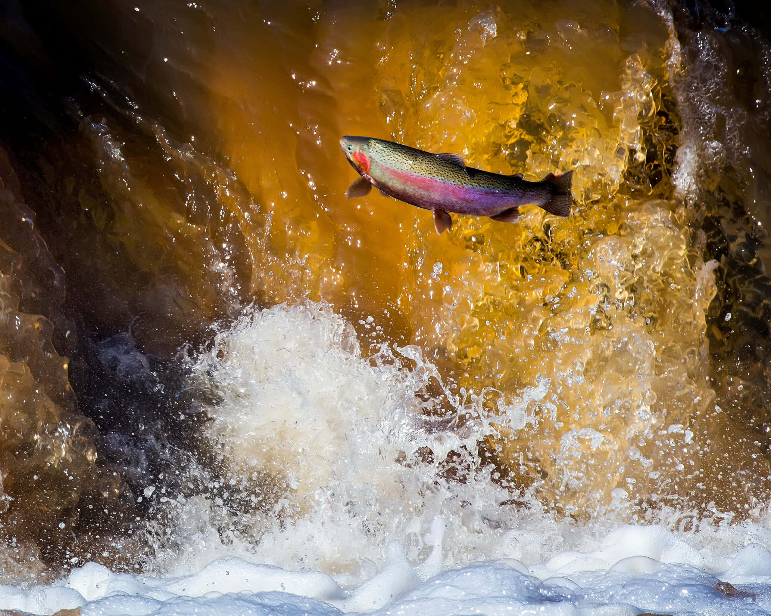 Steelhead, trout, leaping, 2K Desktop Wallpaper