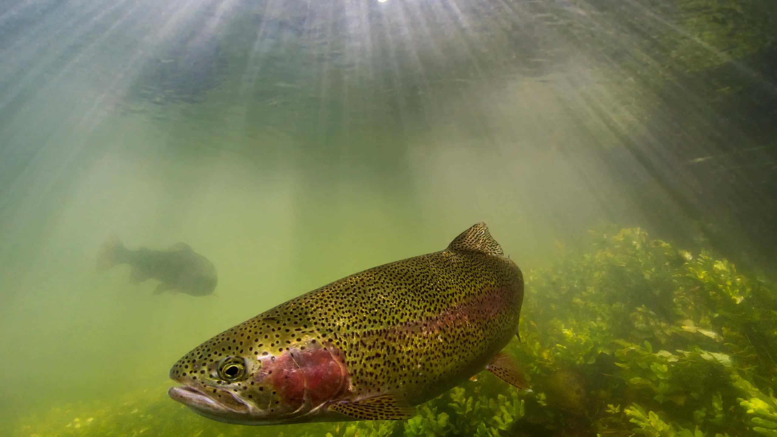 Steelhead, sunrays, greenish water, 2K Desktop Wallpaper