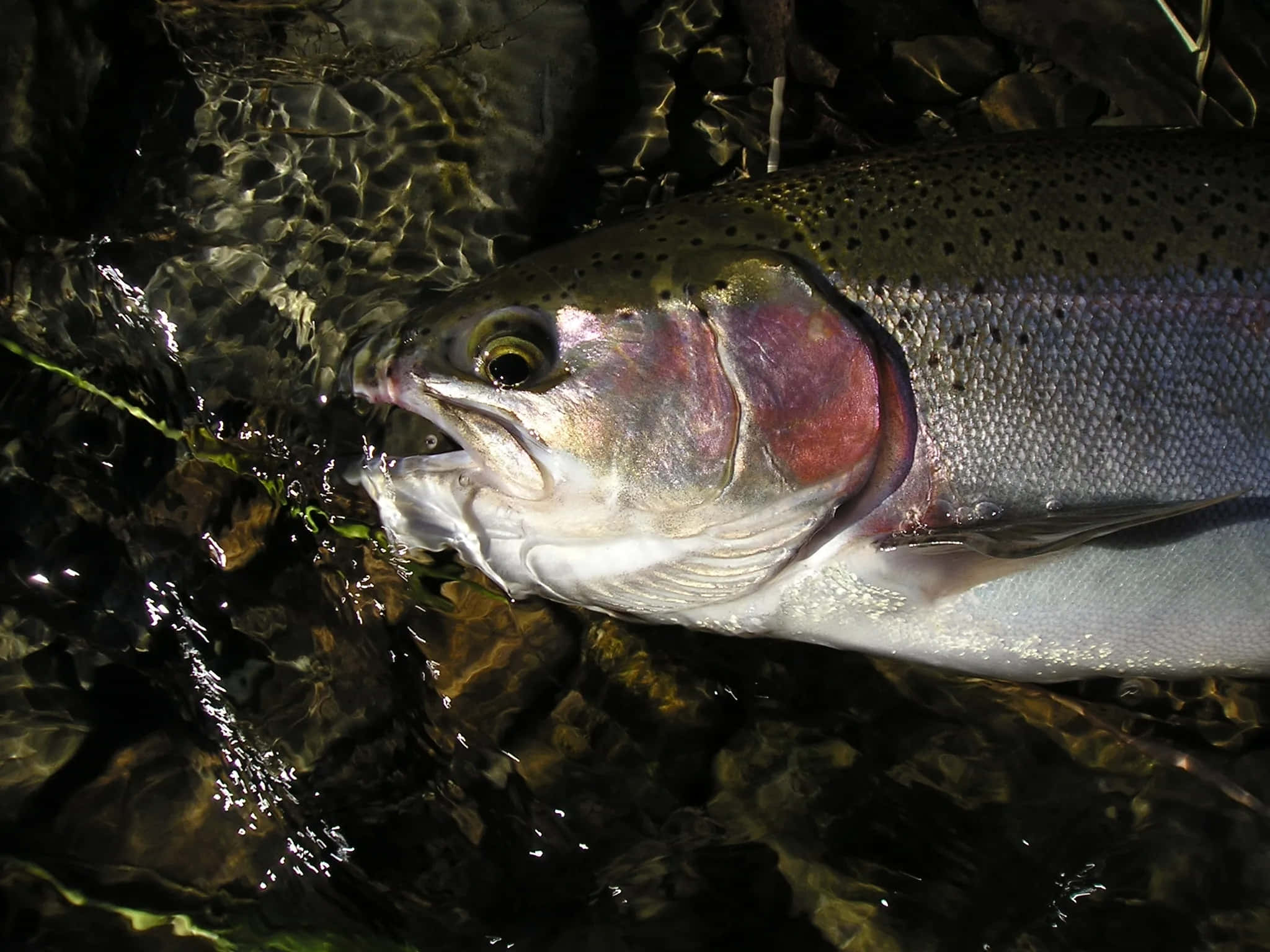 Steelhead, trout, stream, Full HD Desktop Wallpaper