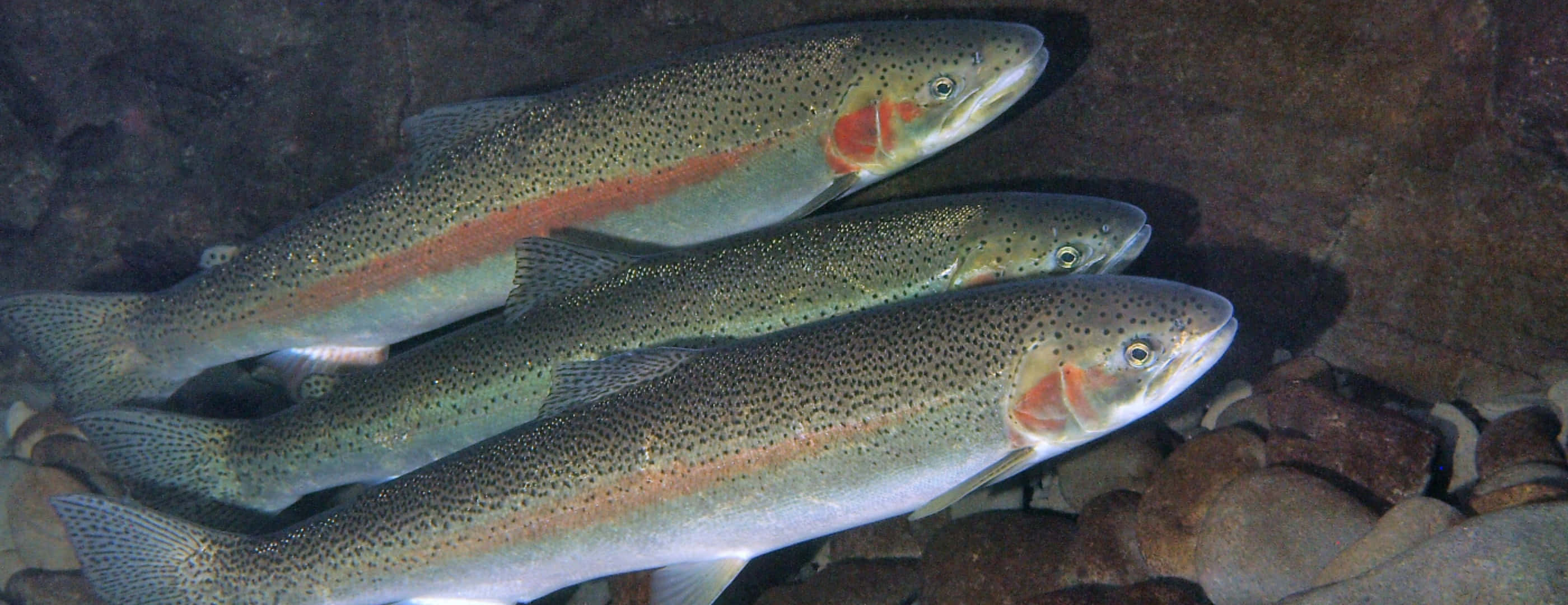 Steelhead, trout school, underwater, 2K Desktop Wallpaper