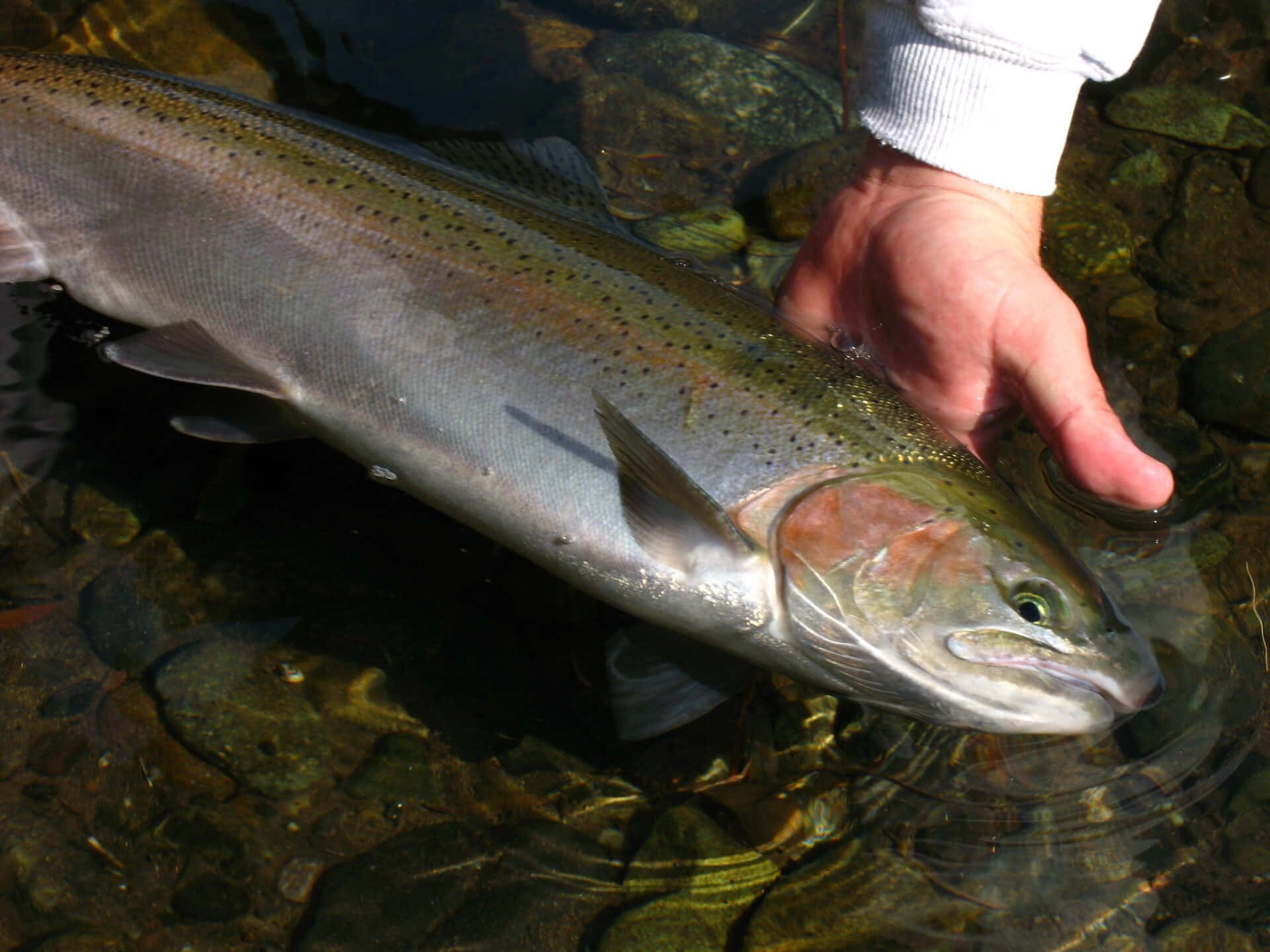 Steelhead, trout, mountain stream, Full HD Desktop Wallpaper