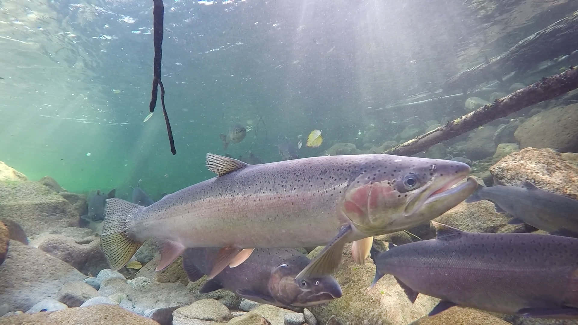 Steelhead, rainbow trout, clear greenish water, Full HD Desktop Wallpaper