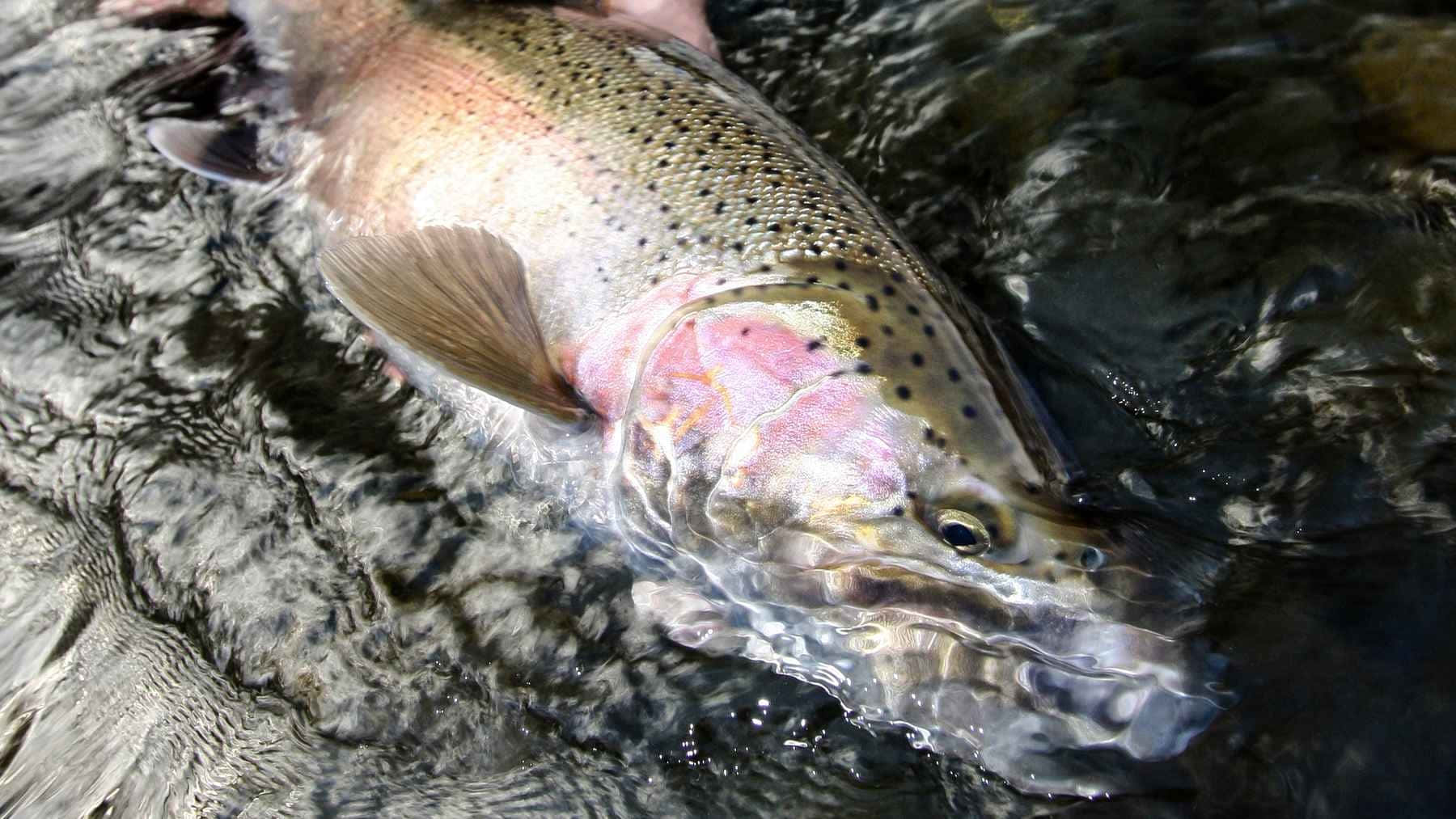 Steelhead, trout, rushing water, HD Desktop Wallpaper