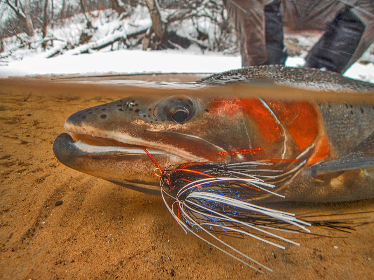 Steelhead, fly lure, salmon, HD Desktop Wallpaper