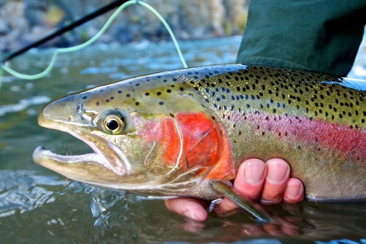 Steelhead, rainbow trout, red stripe, SD Desktop Wallpaper