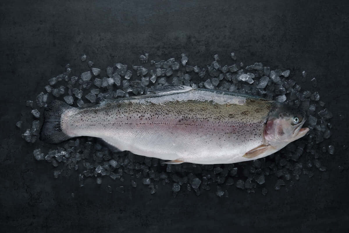 Steelhead, trout, ice, SD Desktop Wallpaper